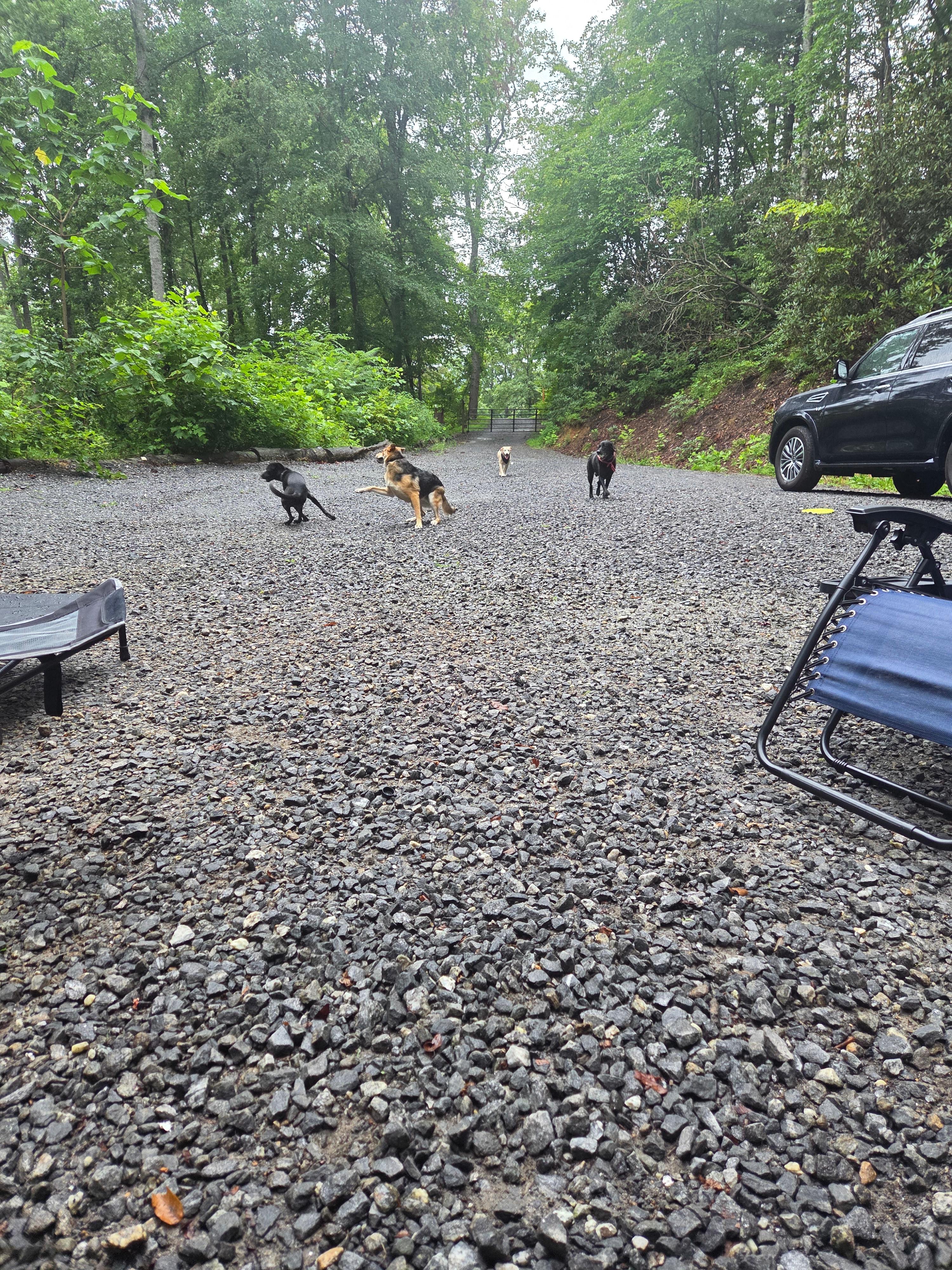Plenty of space for the puppies!!