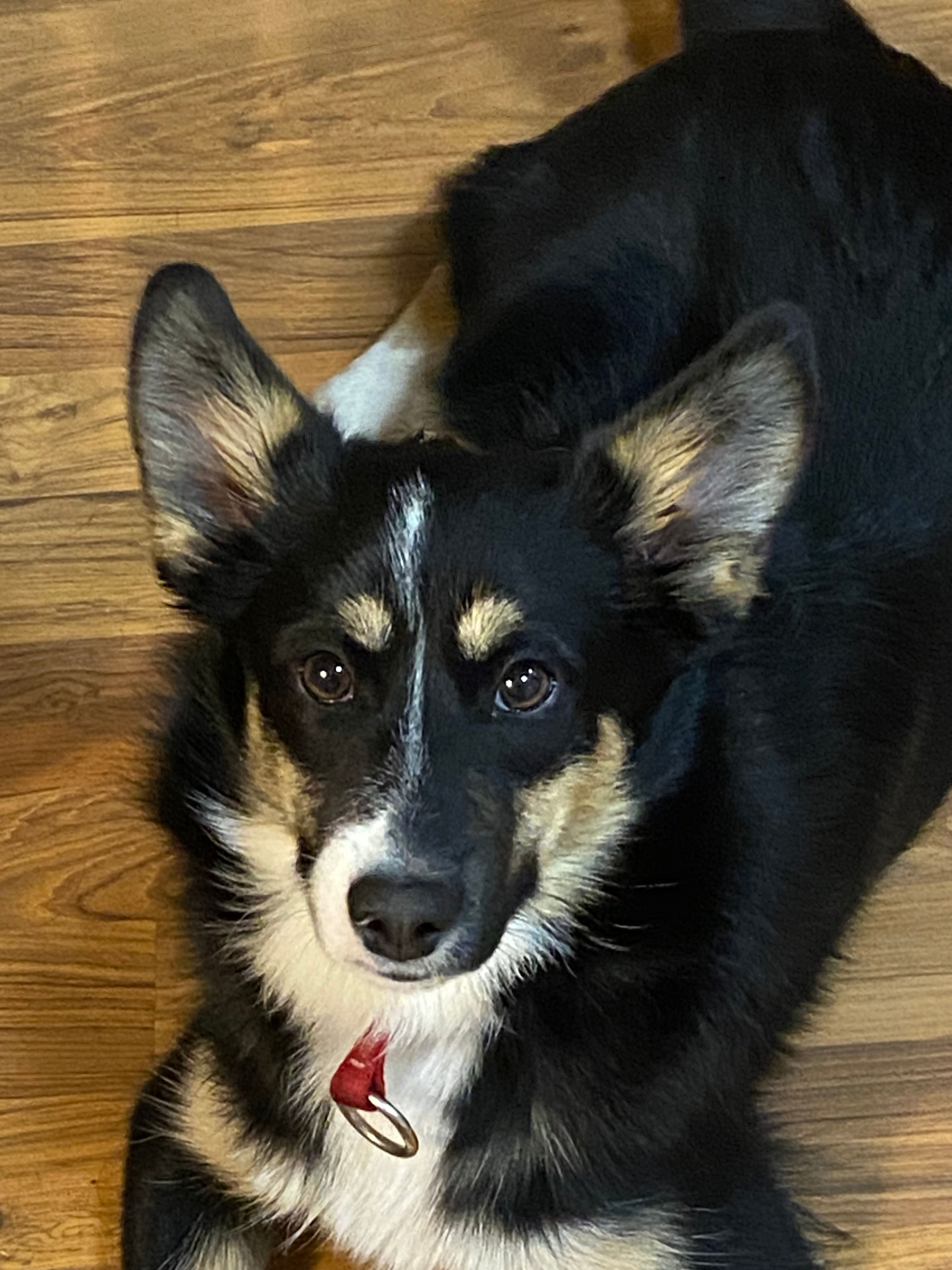 This is “Astro” he is just about 2yrs old and learning a lot. He runs free on our property. He love to play fetch with his balls and frisbee. 