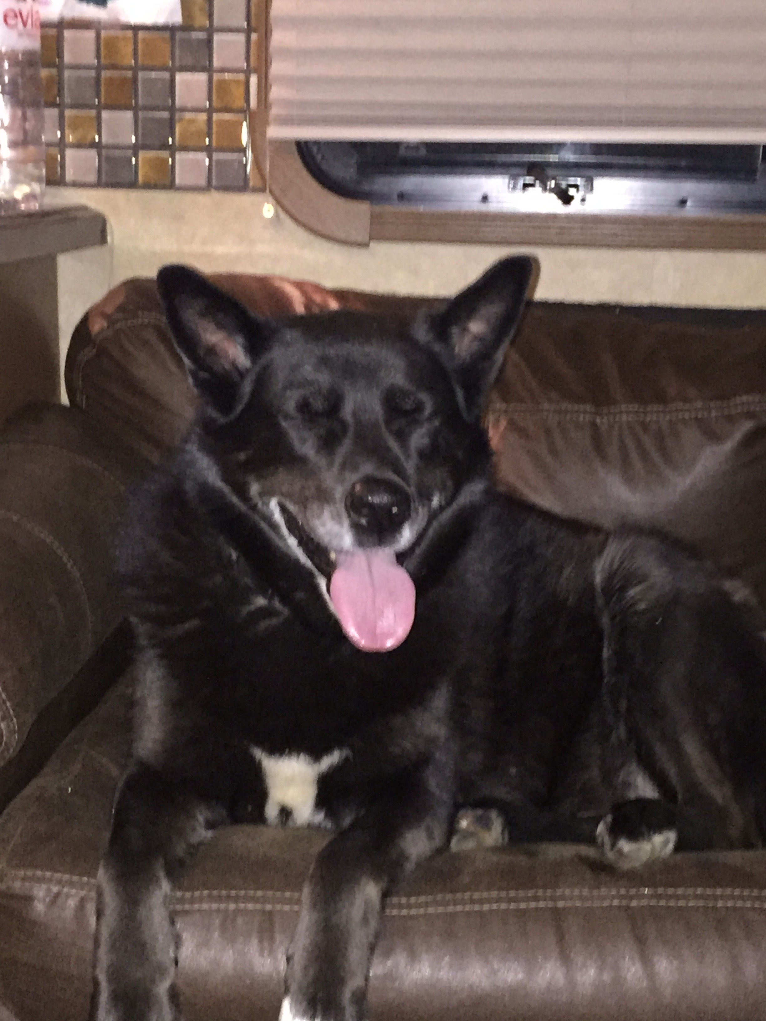 This is “Charlie” our 15th at old girl. She is pretty quiet and runs free on the property. 