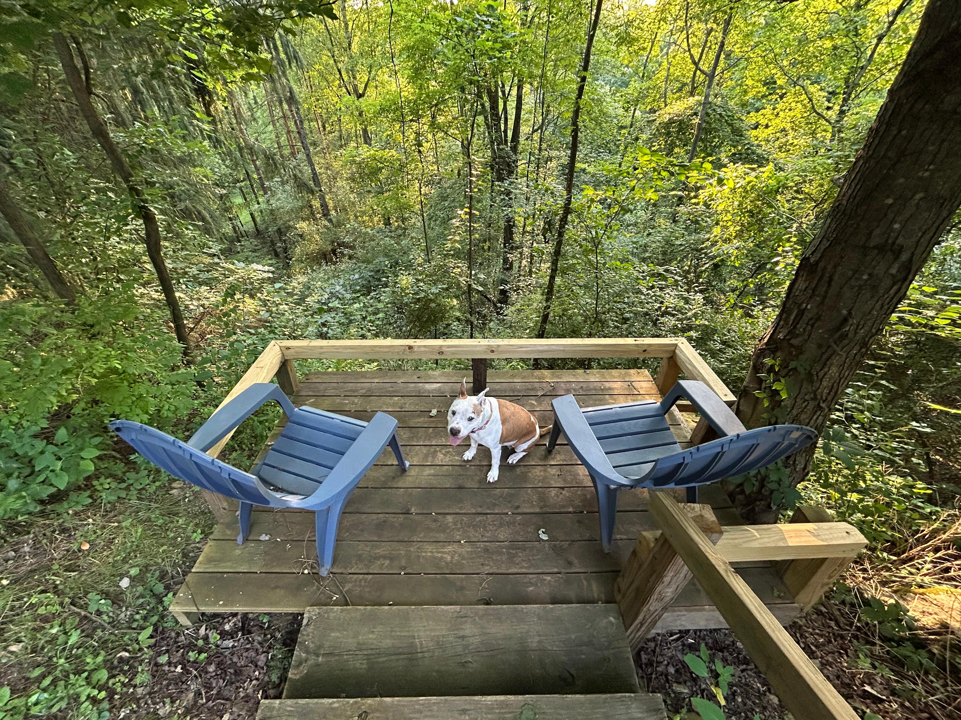 Cozy outlook over the forest valley
