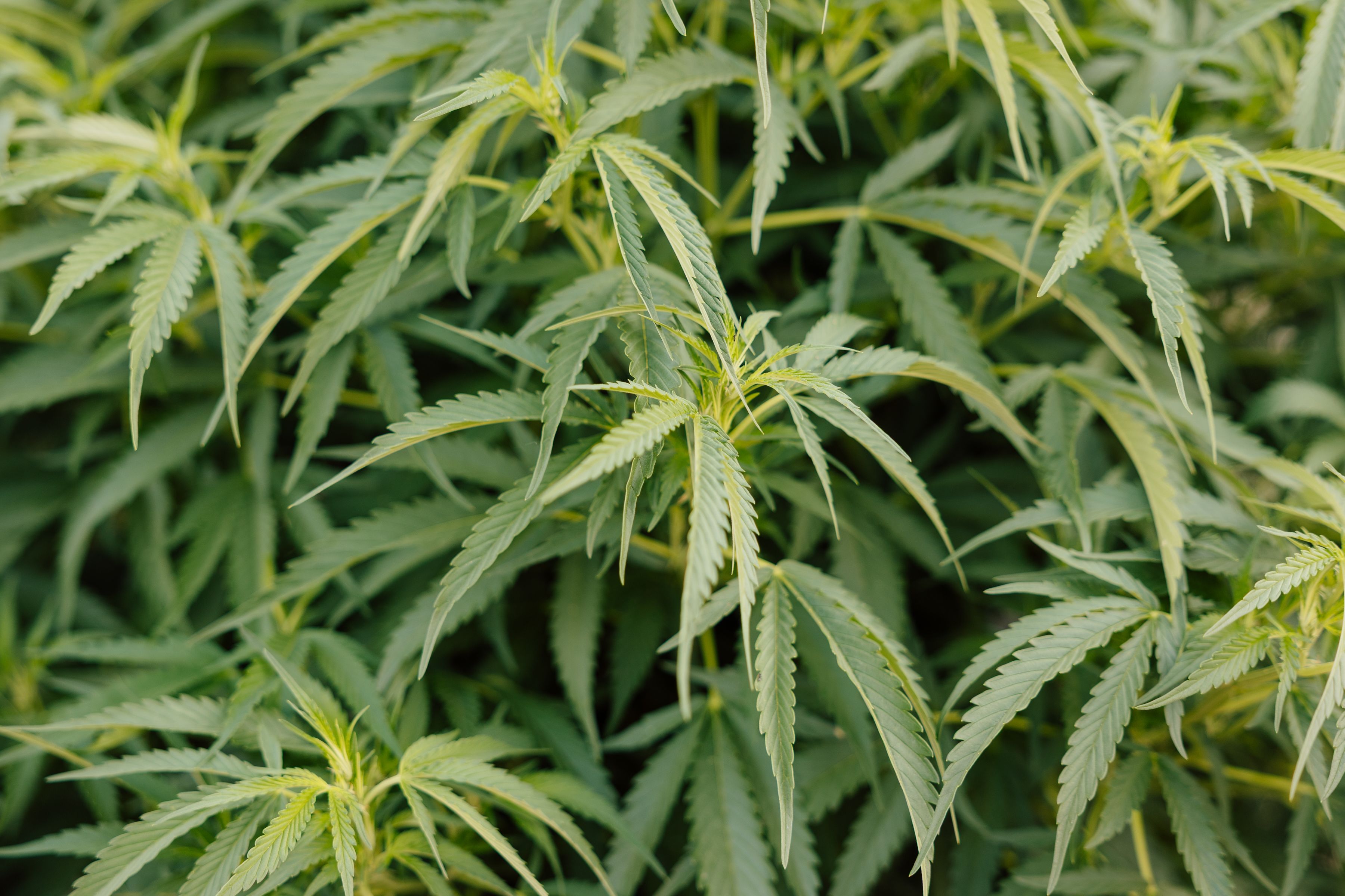Organic, sun-grown cannabis abounds here on the property