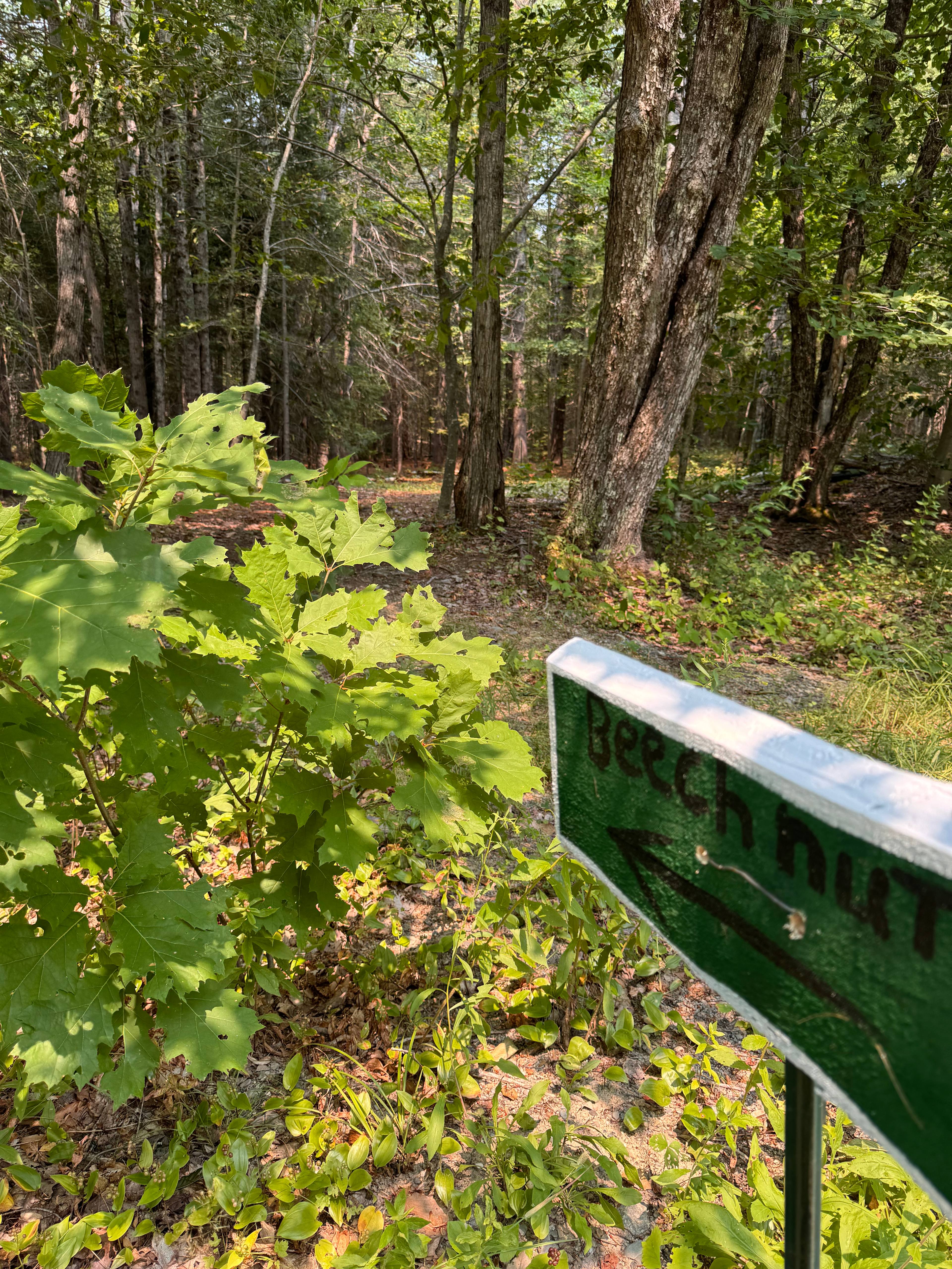 This is the entrance to Beechnut site.  Set amidst beautiful beech, maple and pine.