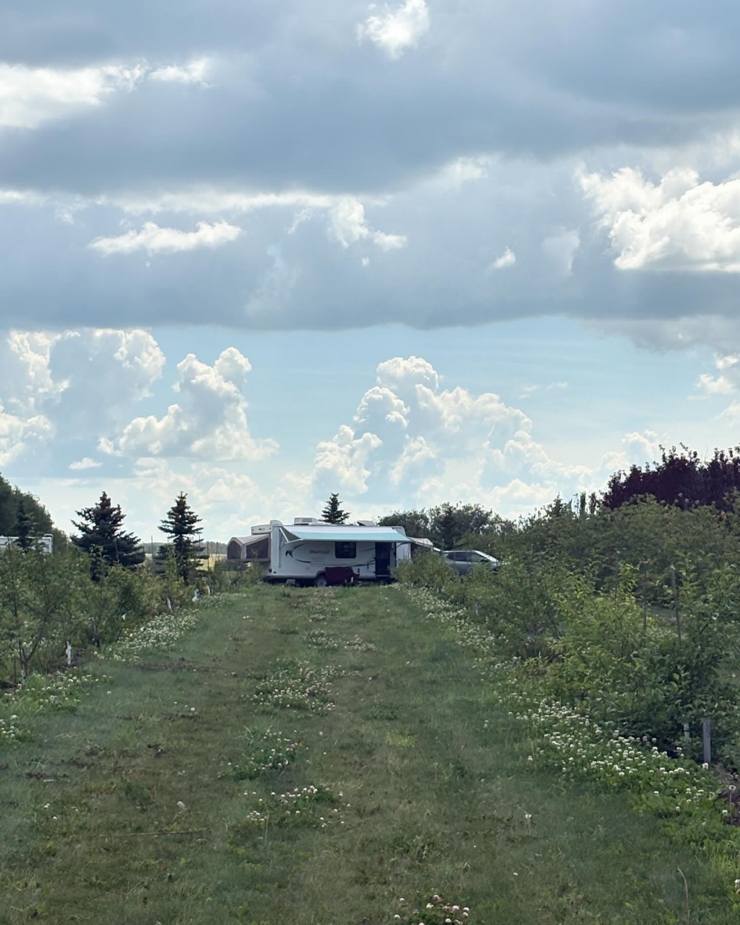 Campsite looking down an orchard row.