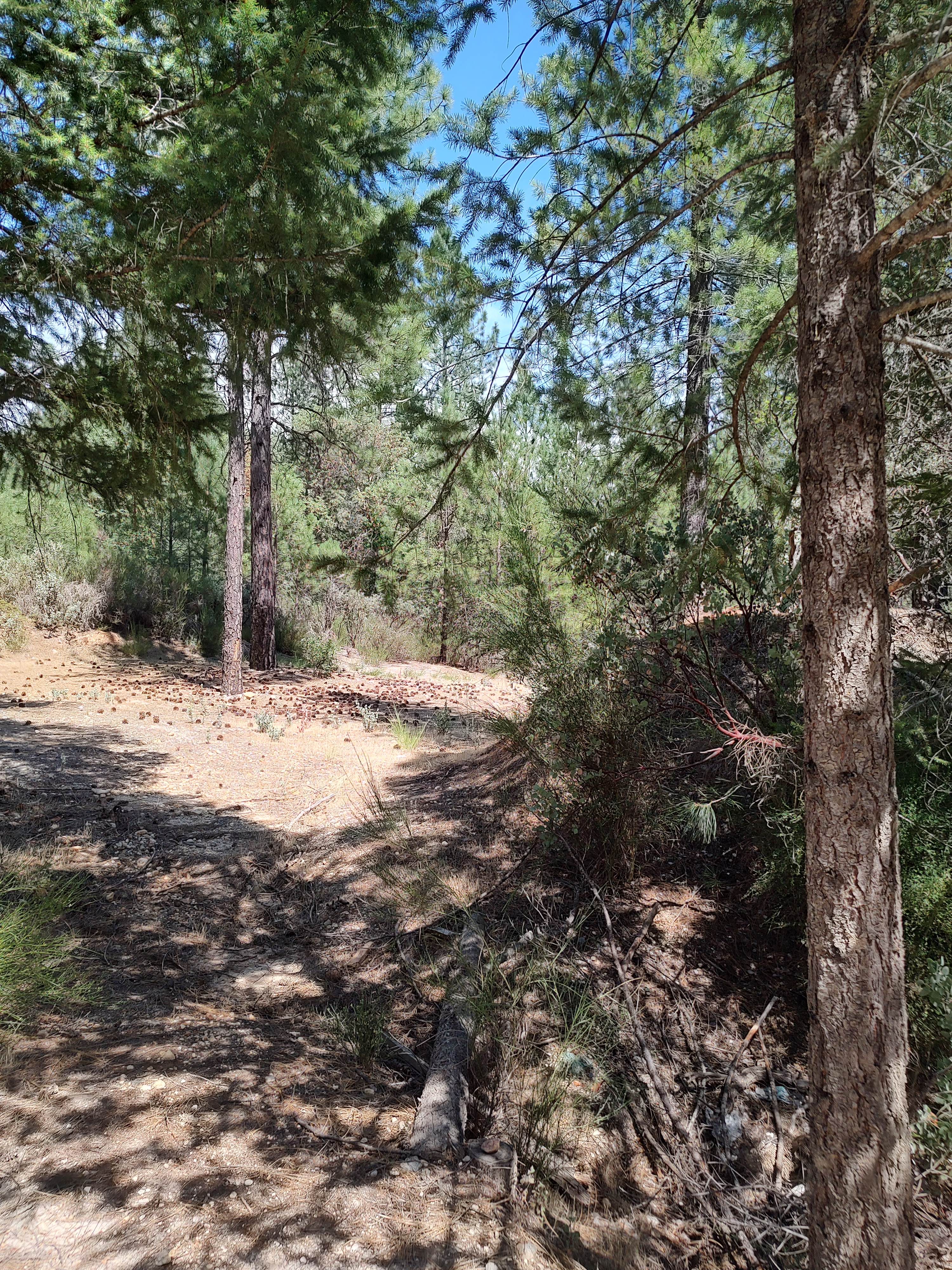 Golden Creek campground