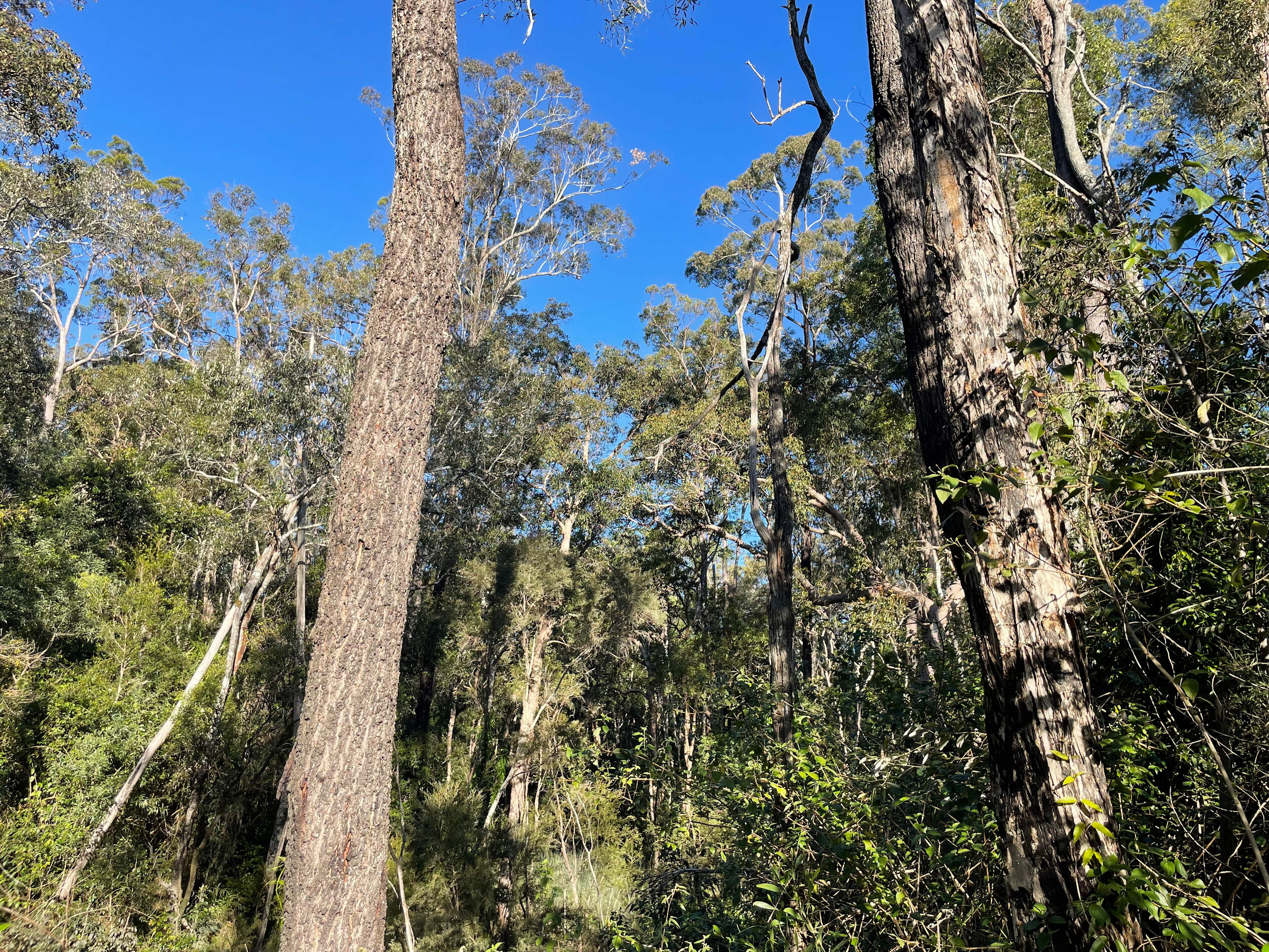 Tea Tree Tops Campground