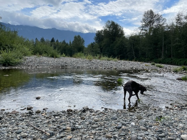 North Stilly River Yurt