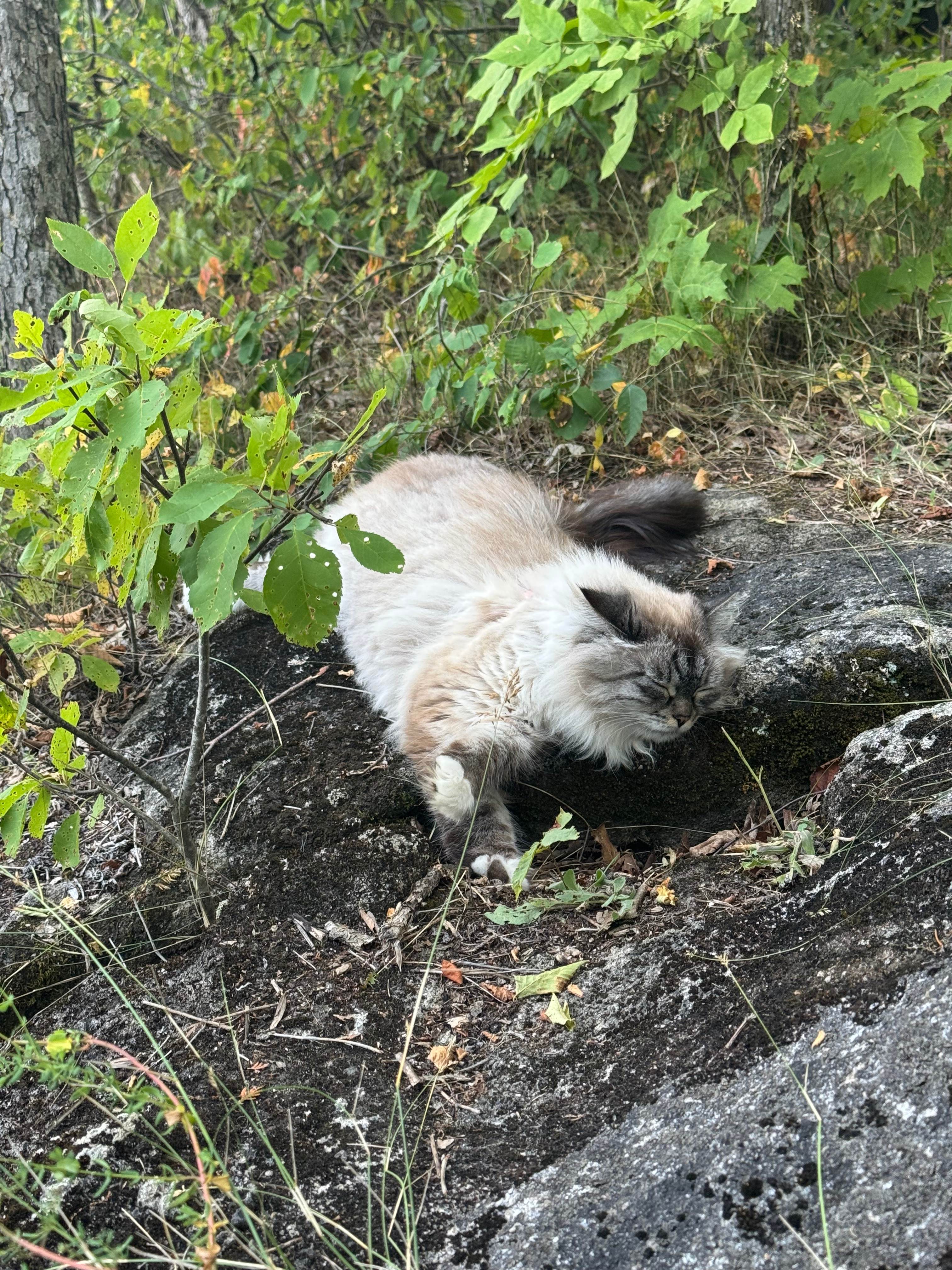 Tiny Village Woodland