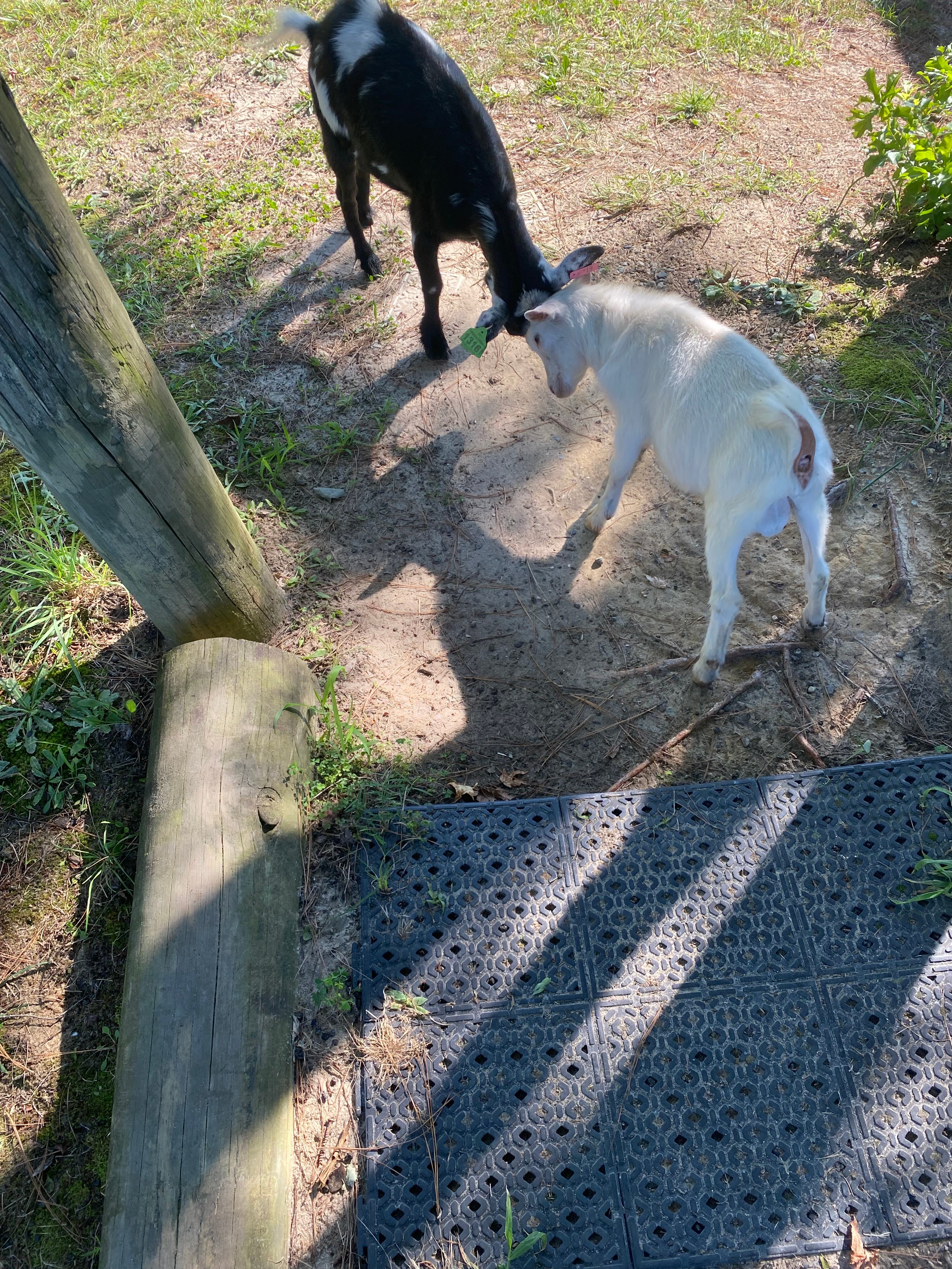 Strawberry Crossroads