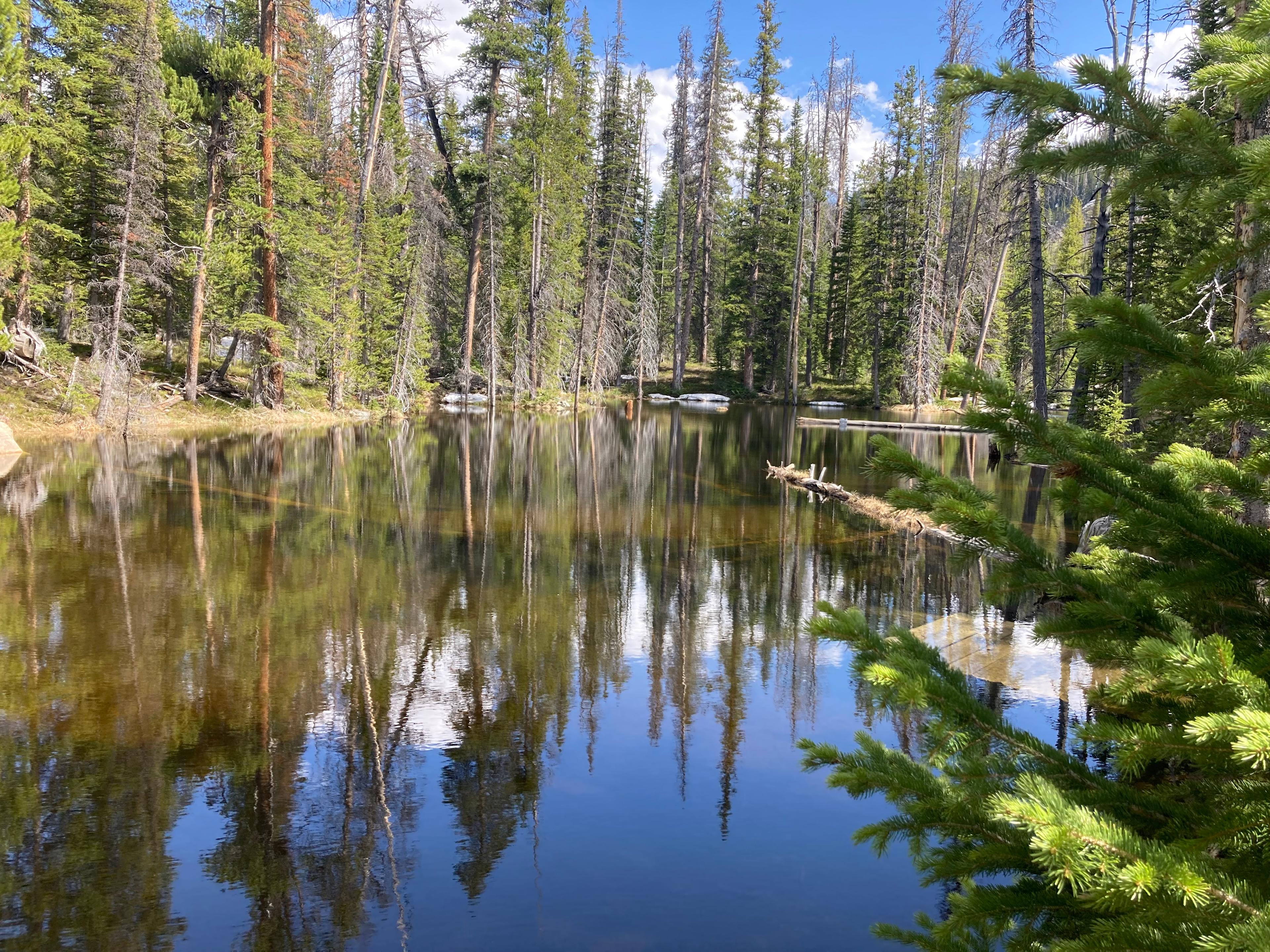 Marsh Meadows