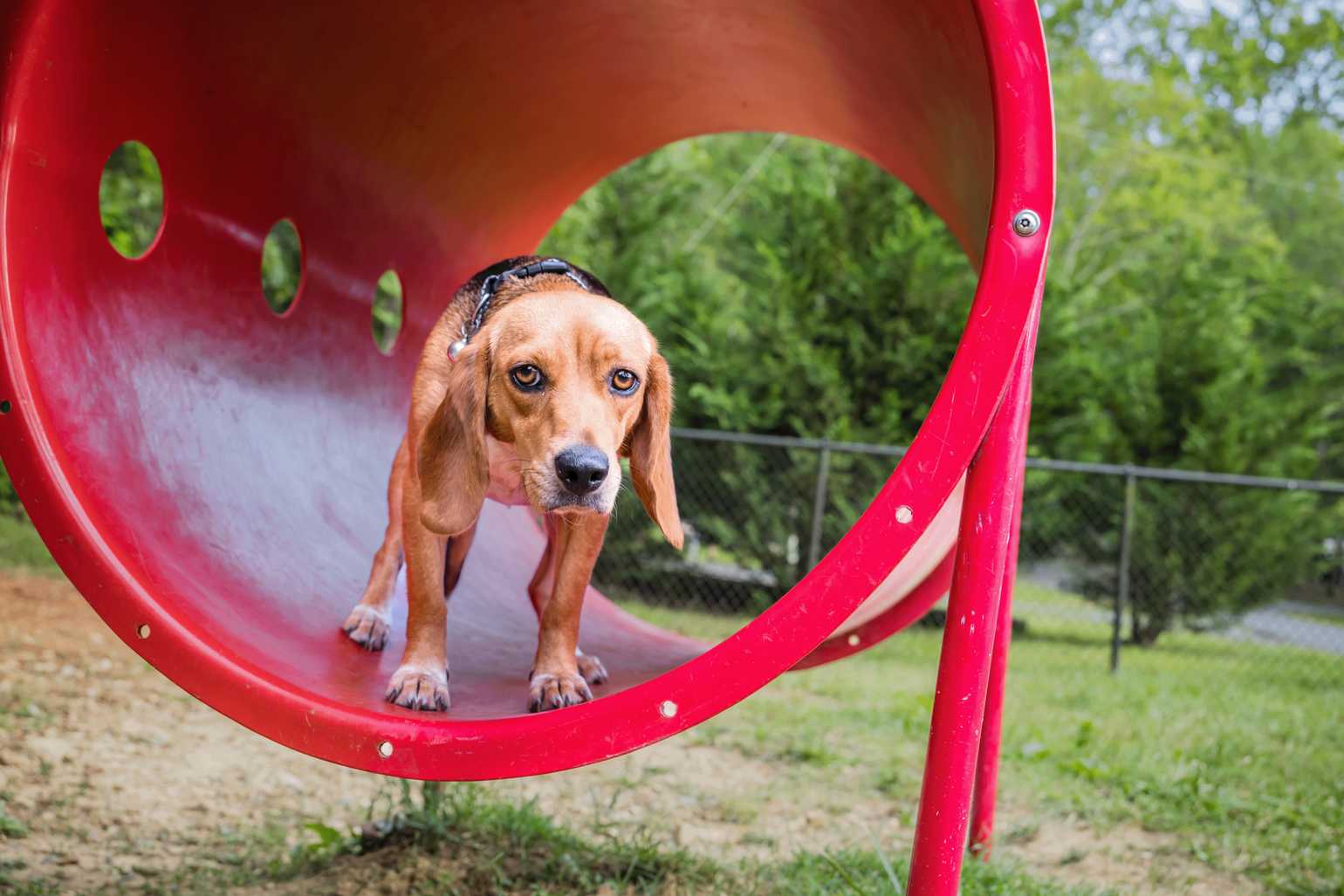 Yogi Bear's Jellystone Park™ Camp-Resort: Luray