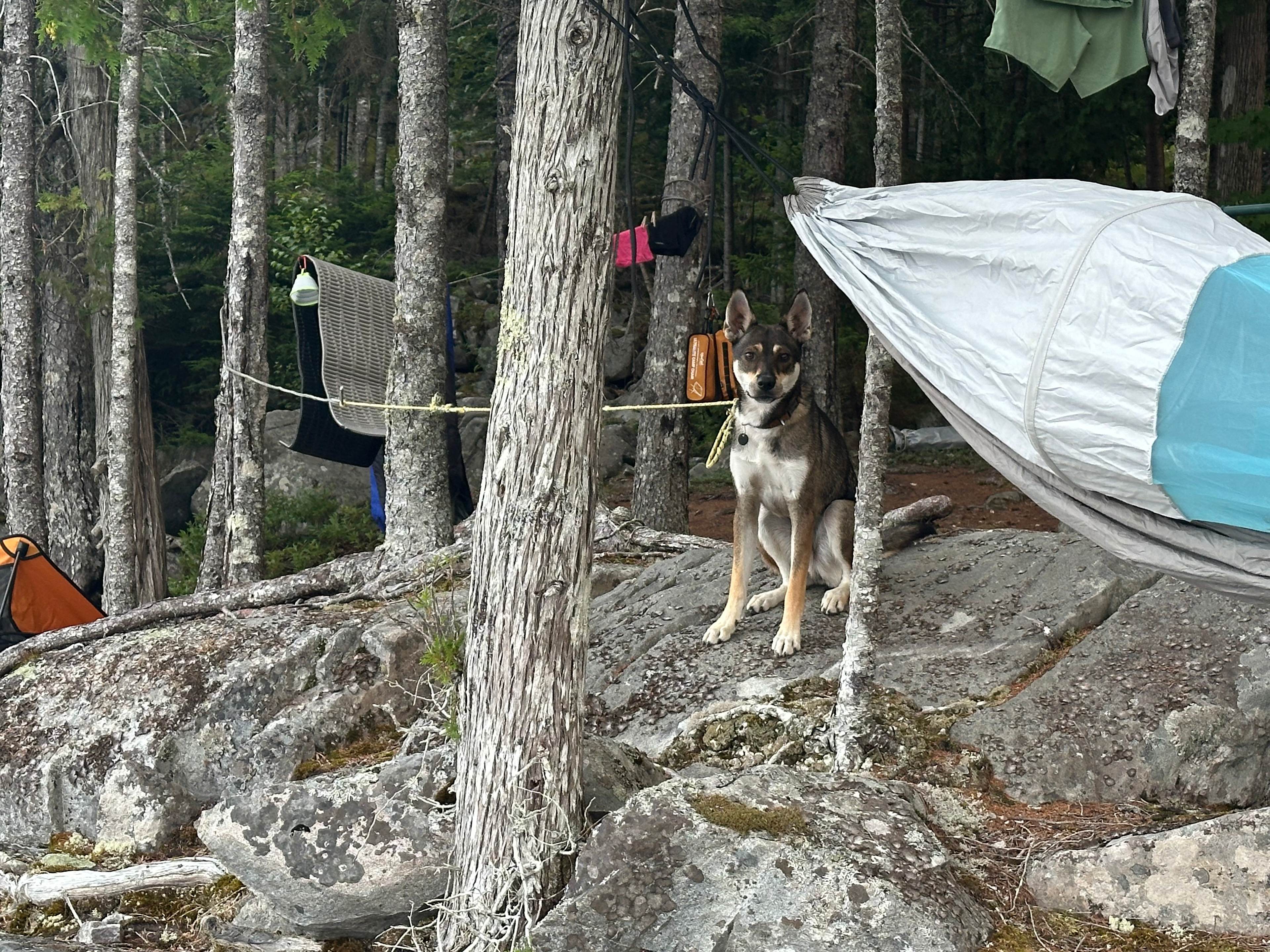 This was Butters first camp experience! We appreciated the extra line to keep him at camp. 