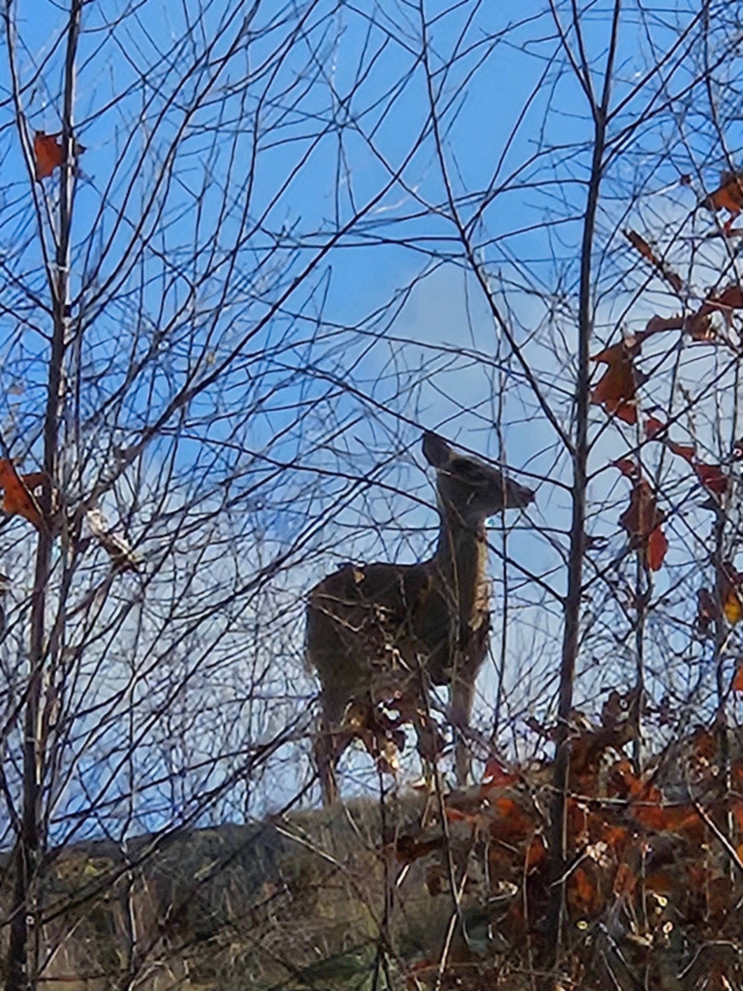 Vana Kuti-cabin in the woods