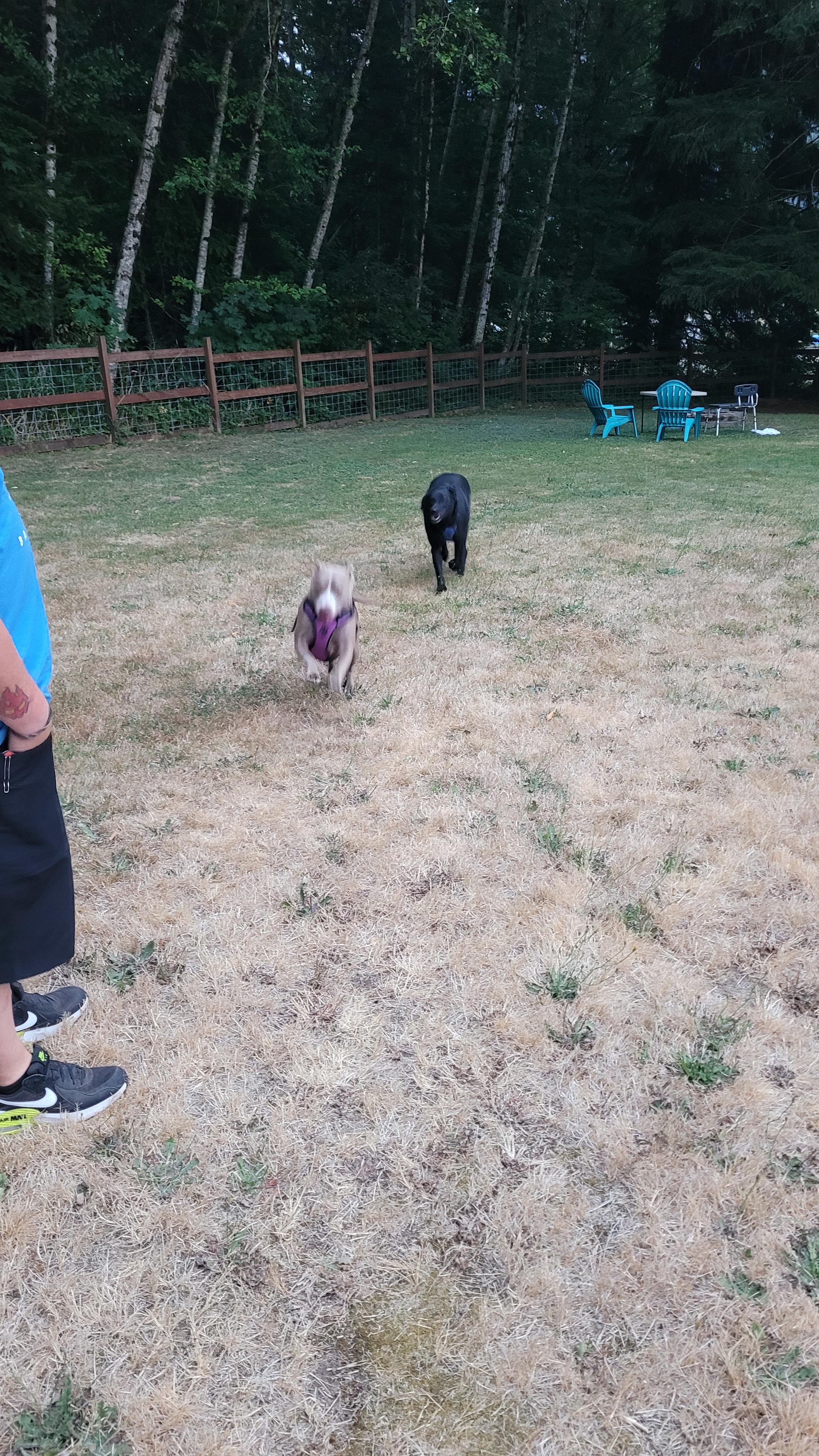 Dogs having a blast!