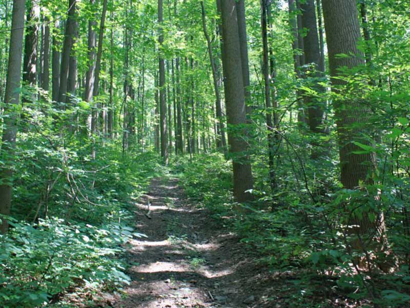 Jugtown Mountain Campsites