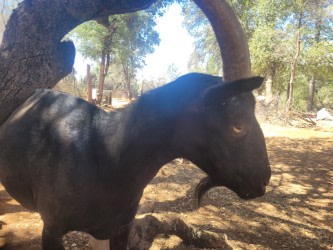 Stax & Summer’s Off-Grid Haven