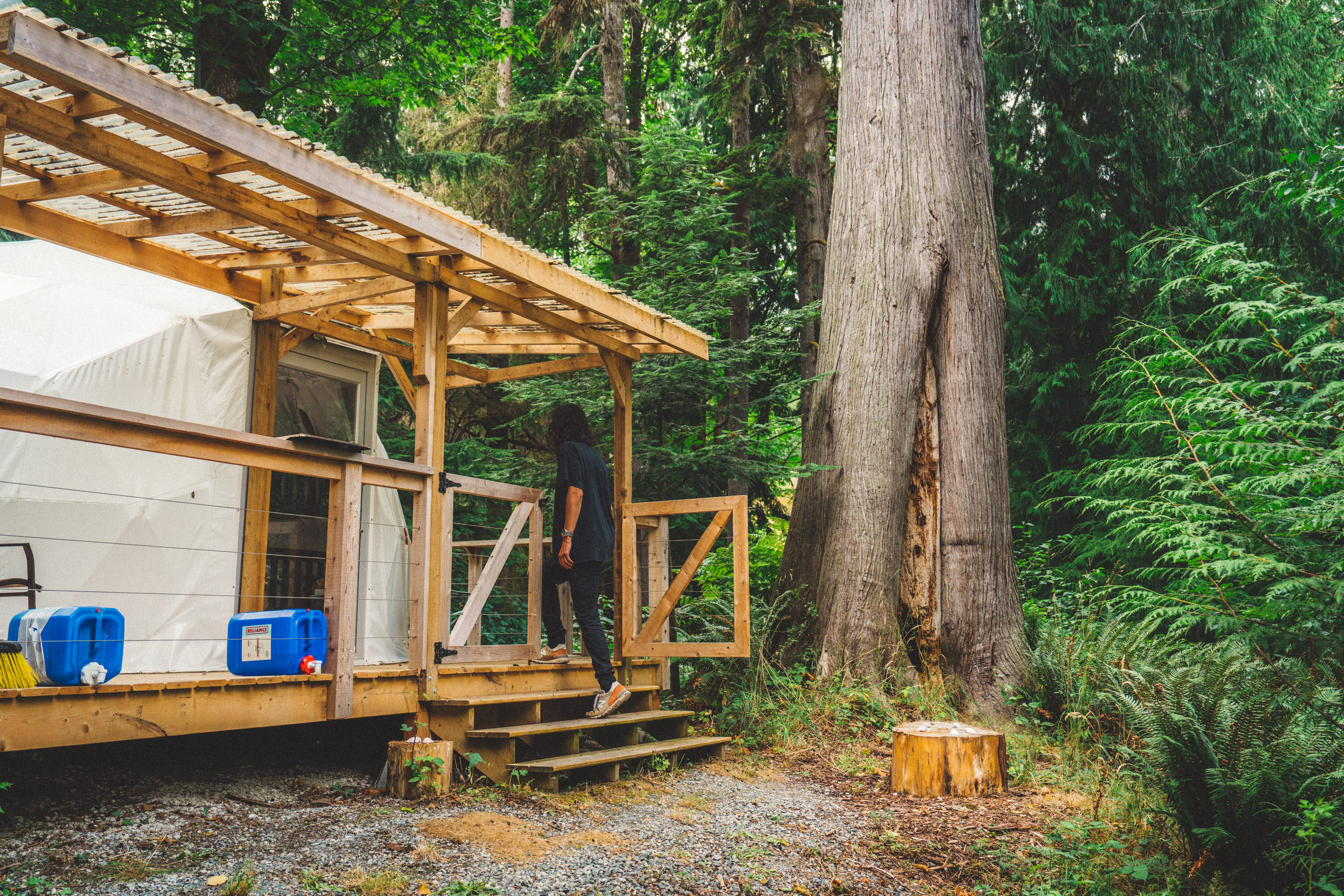 Old Growth Forest Moon Dome