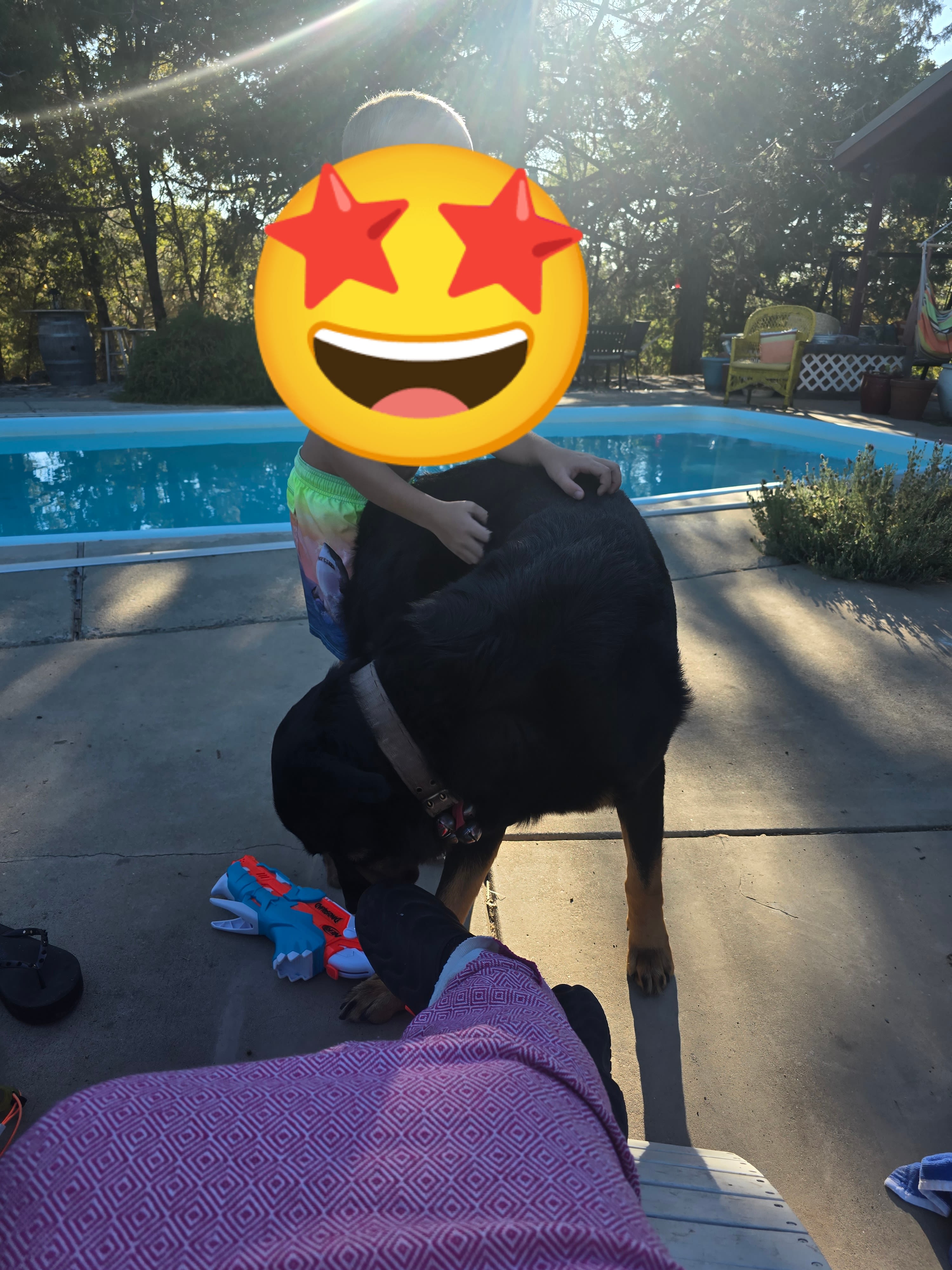 pool area and doggo