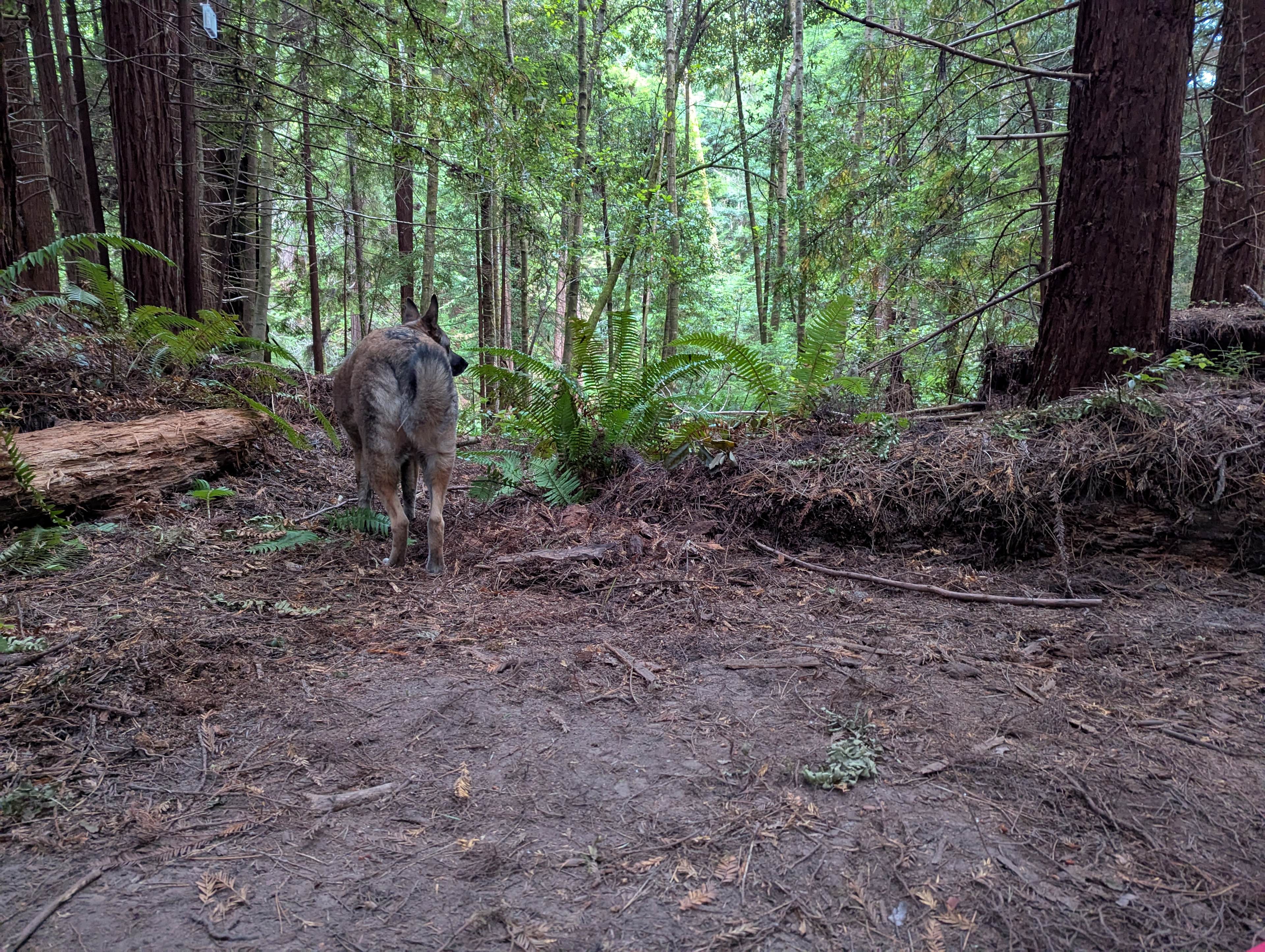 Bigfoot’s Coastal Hideaway