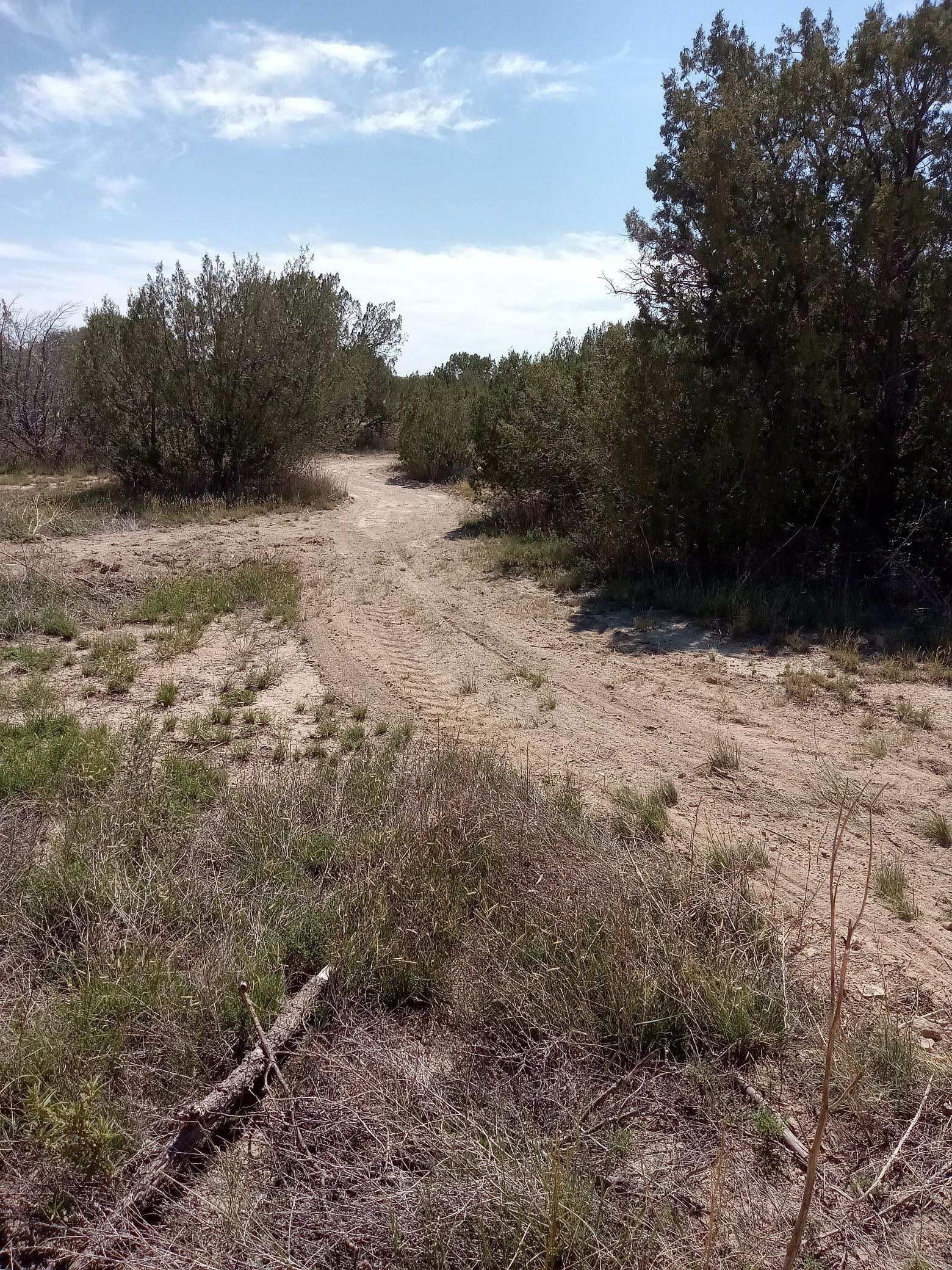 Rocky Mountain Stargazer