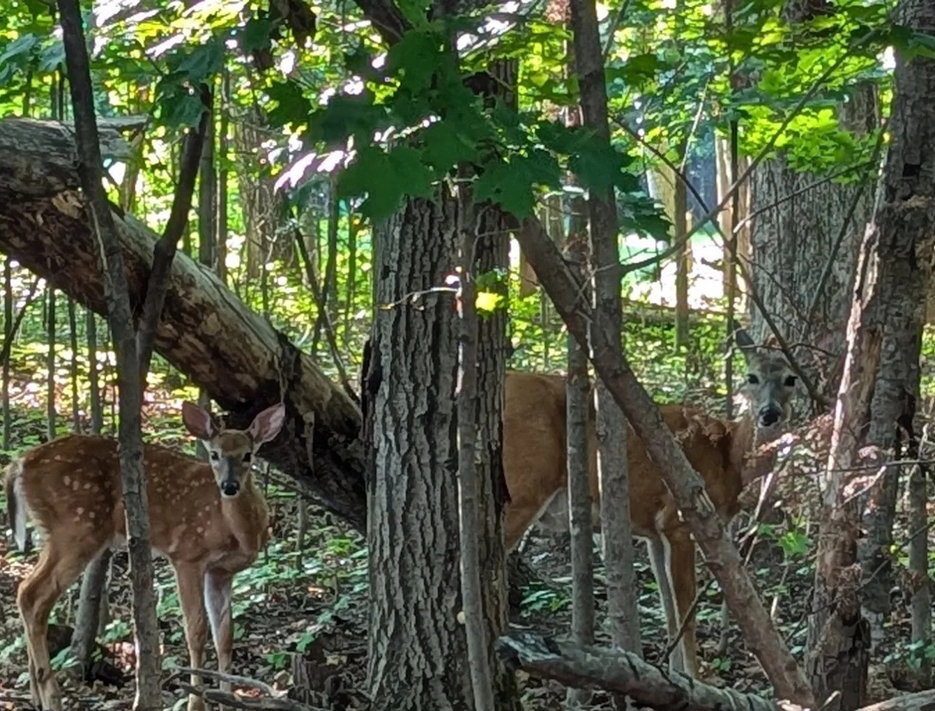 Bagley Nature Area Campground