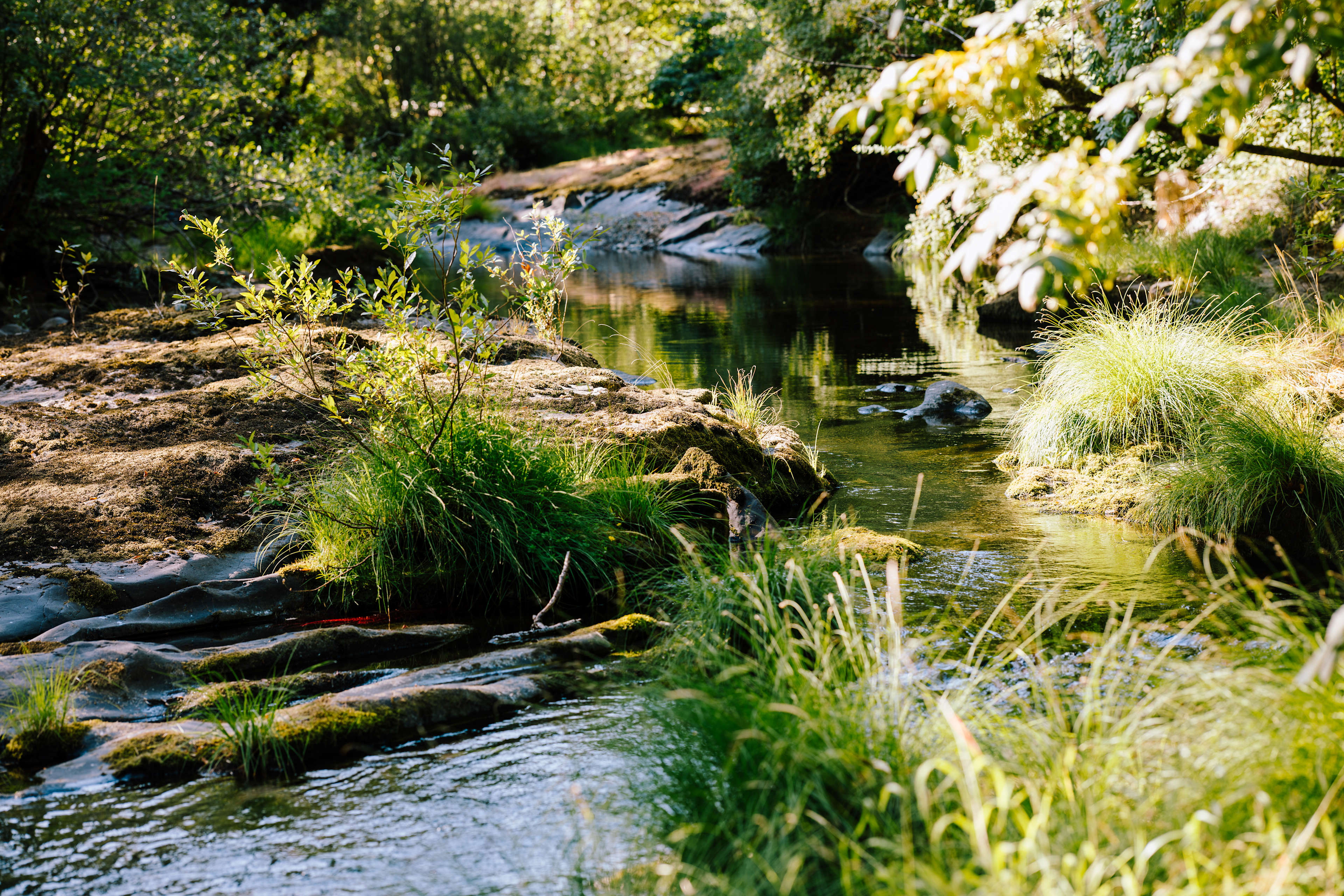 beautiful creek within walking distance