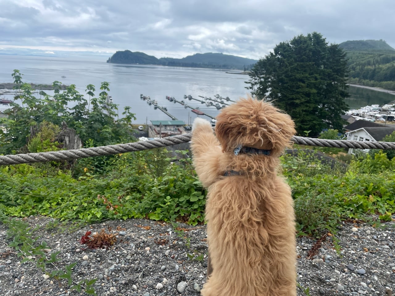 Archie LOVED the view too! ❤️