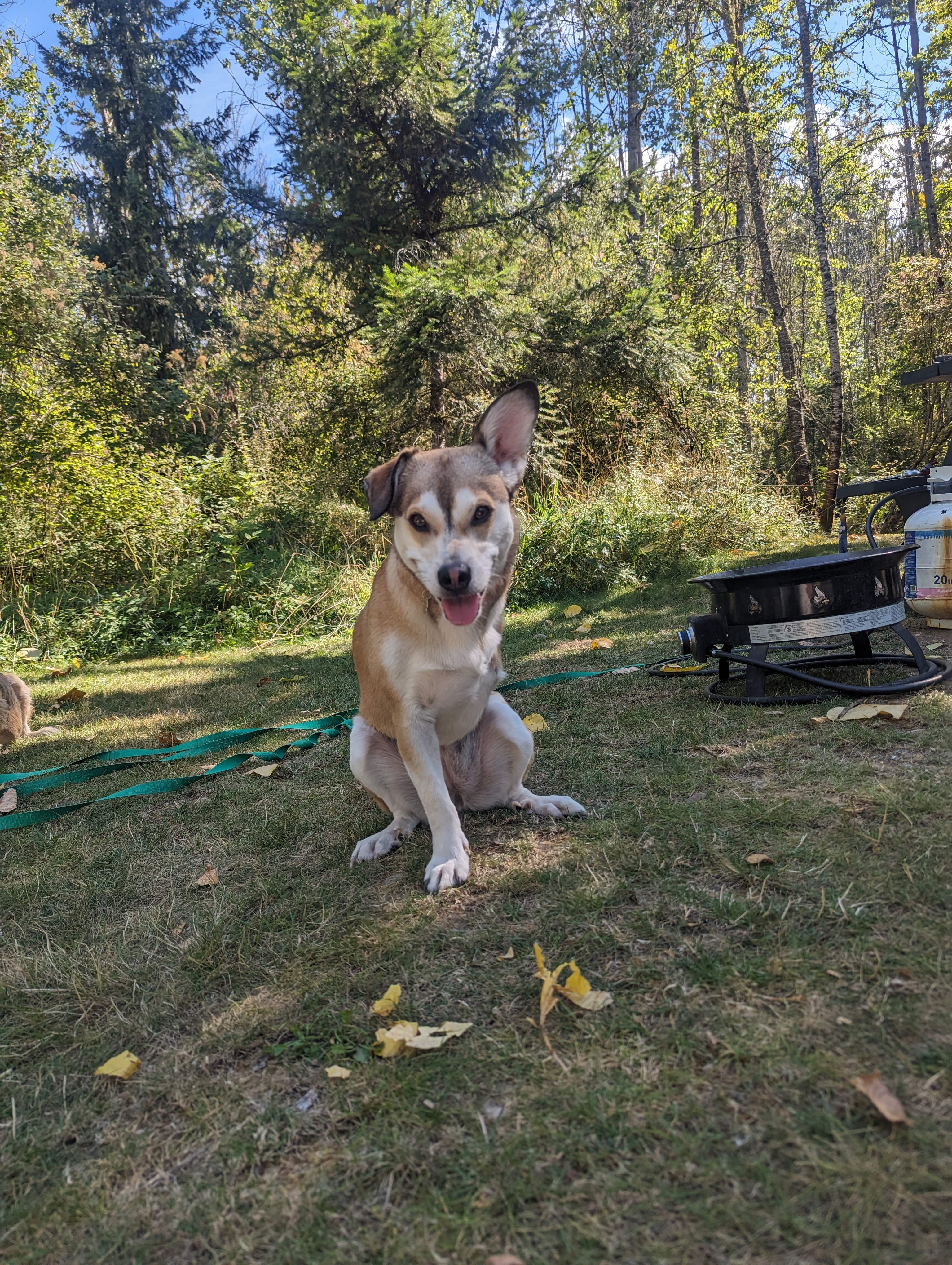 Chicken guarding the fire ring