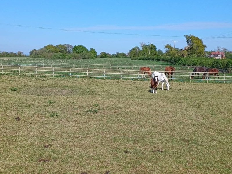 Greener Pastures CW10