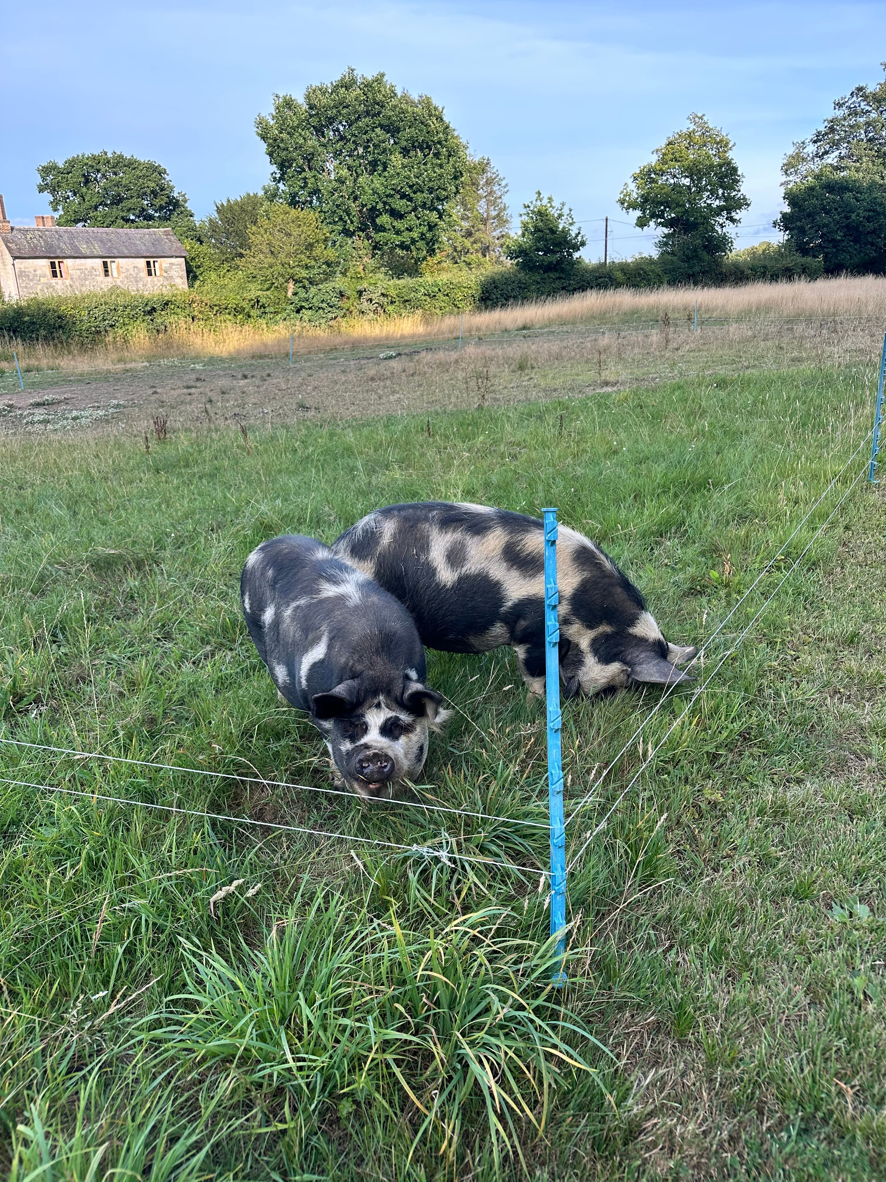 Bridgewood Camping - Woodland camps