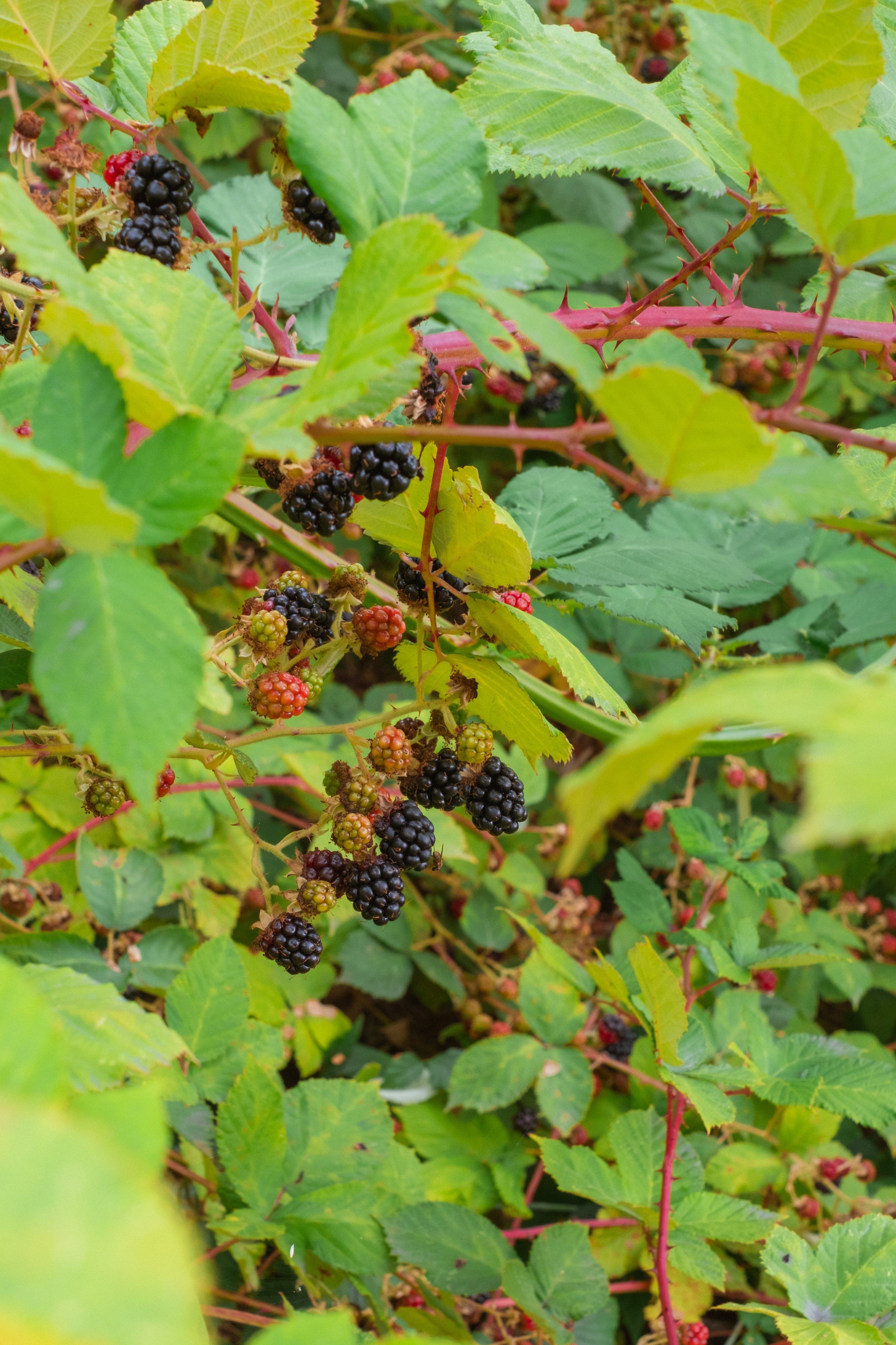 Wild Berries nearby 