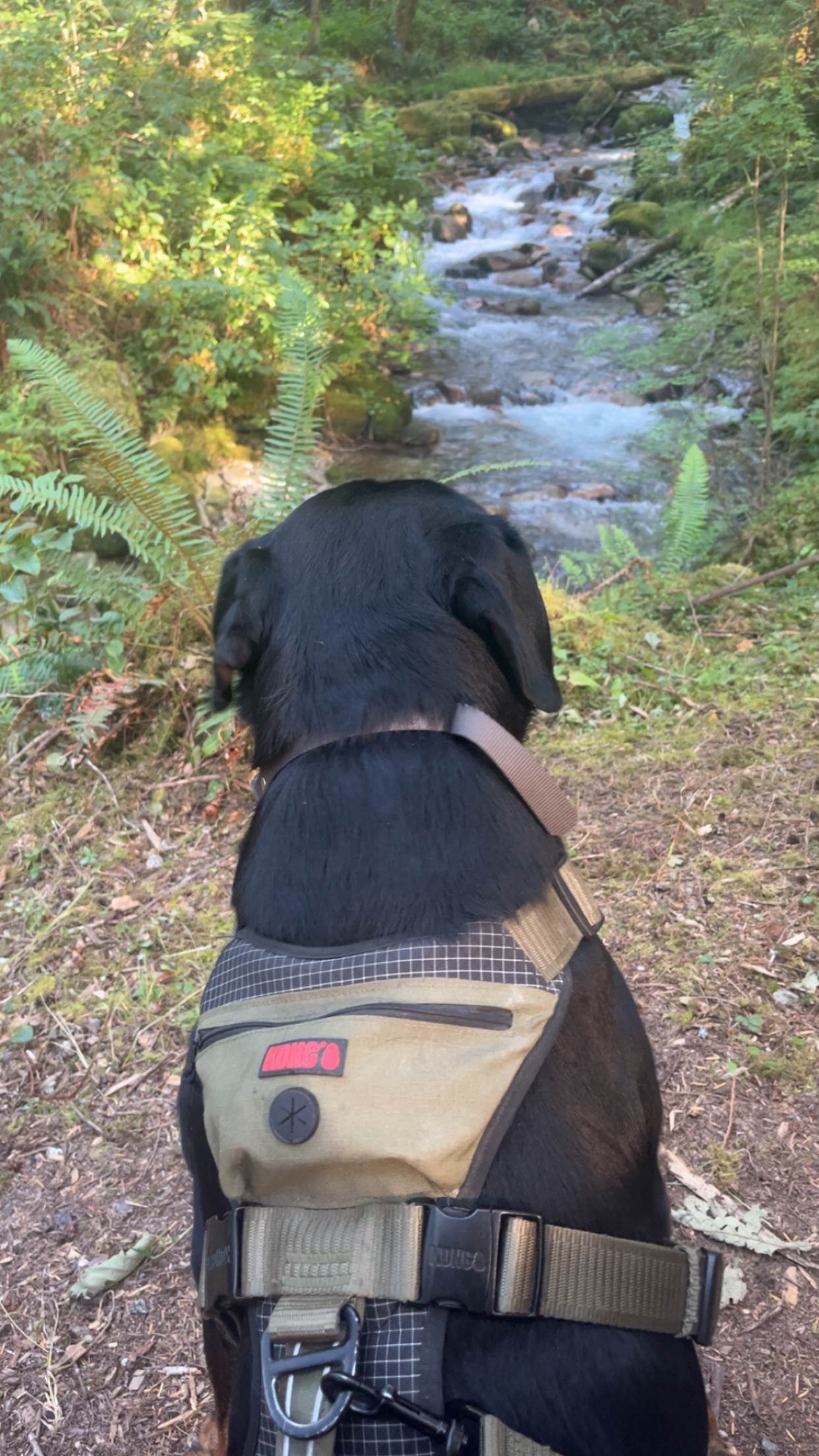 My dog absolutely loved sitting next to boulder creek and listening to the sound of water