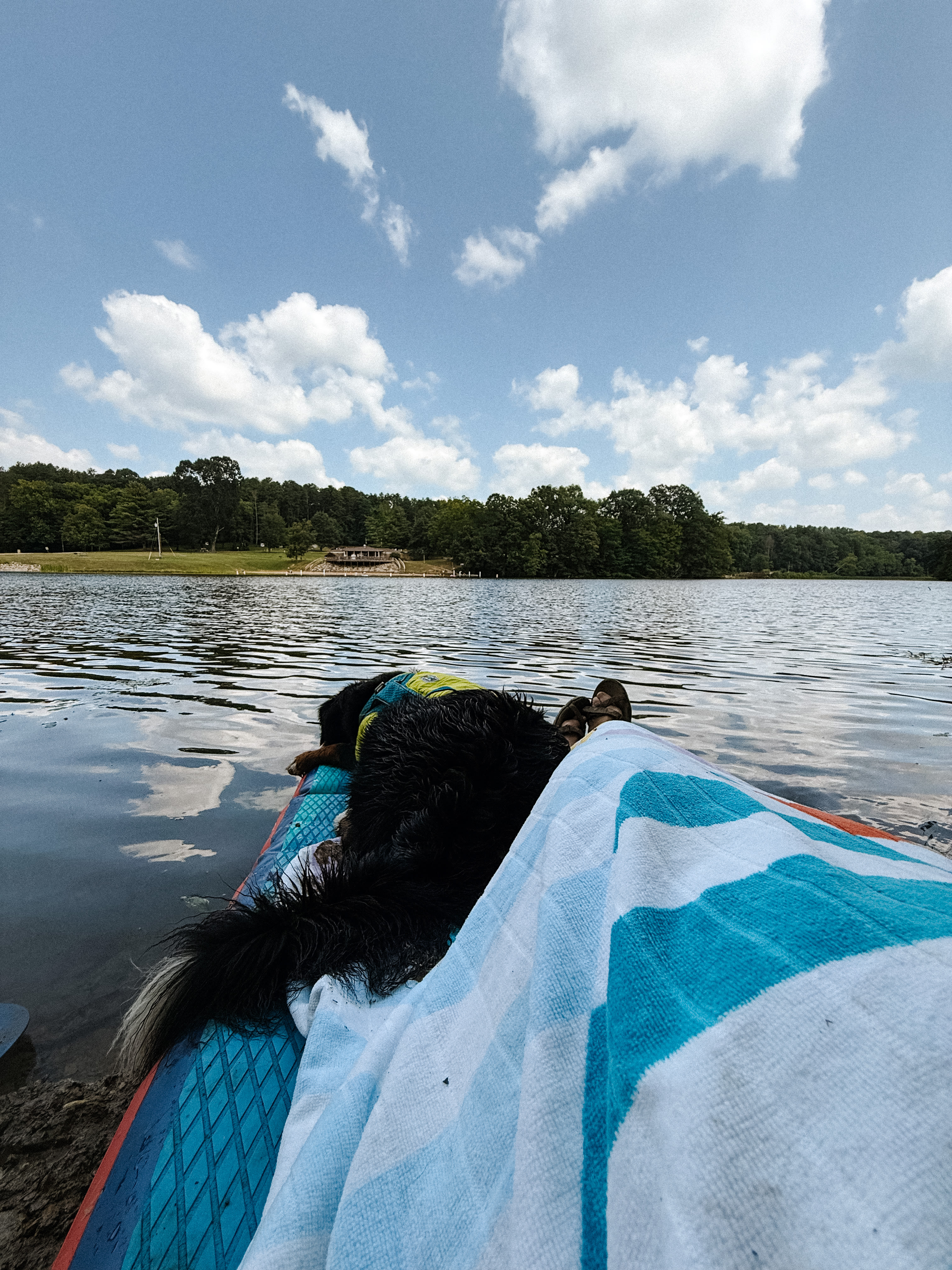 The Wild Pines Of Ohio