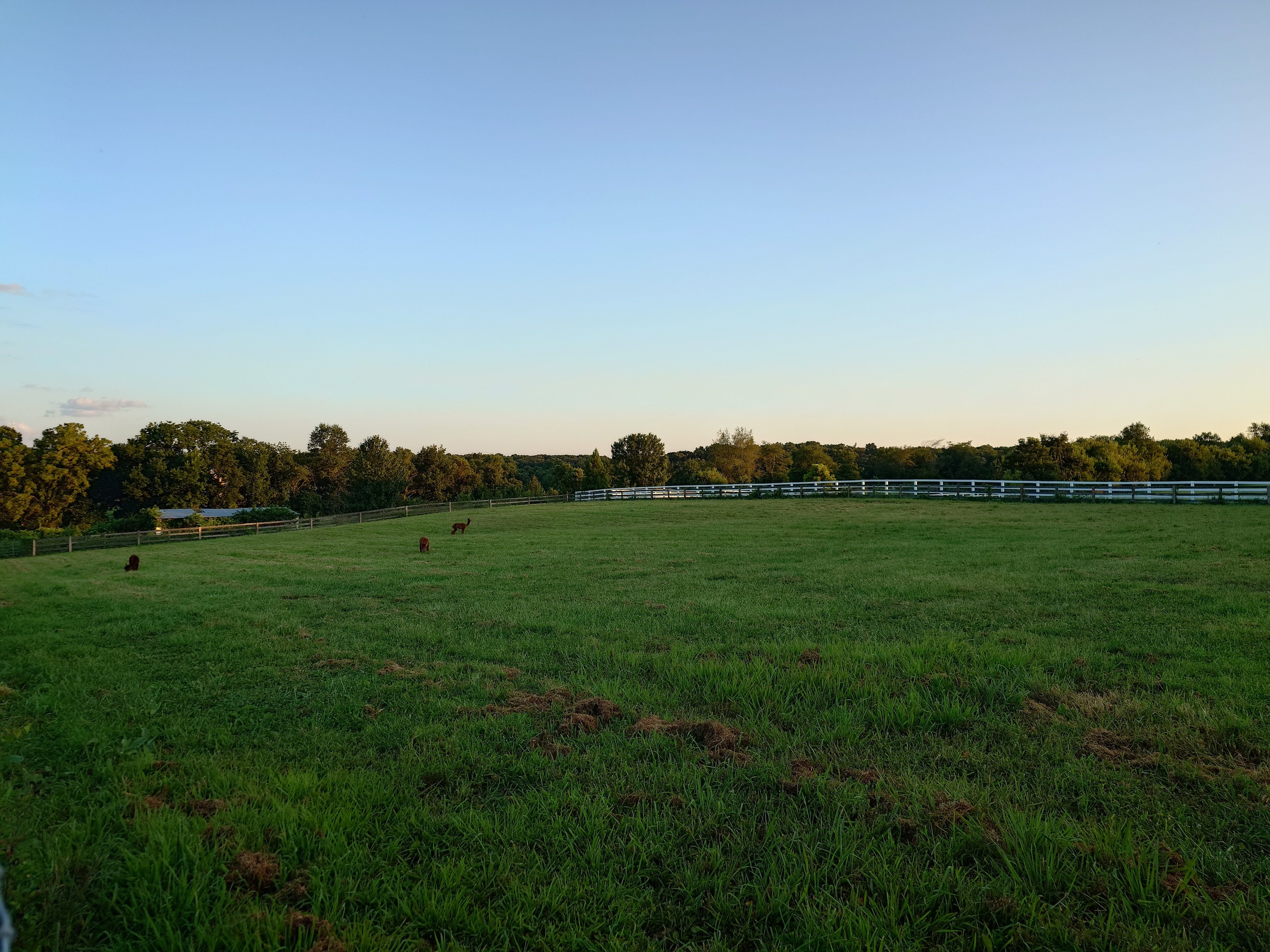 Alpaca acres dry lot camping