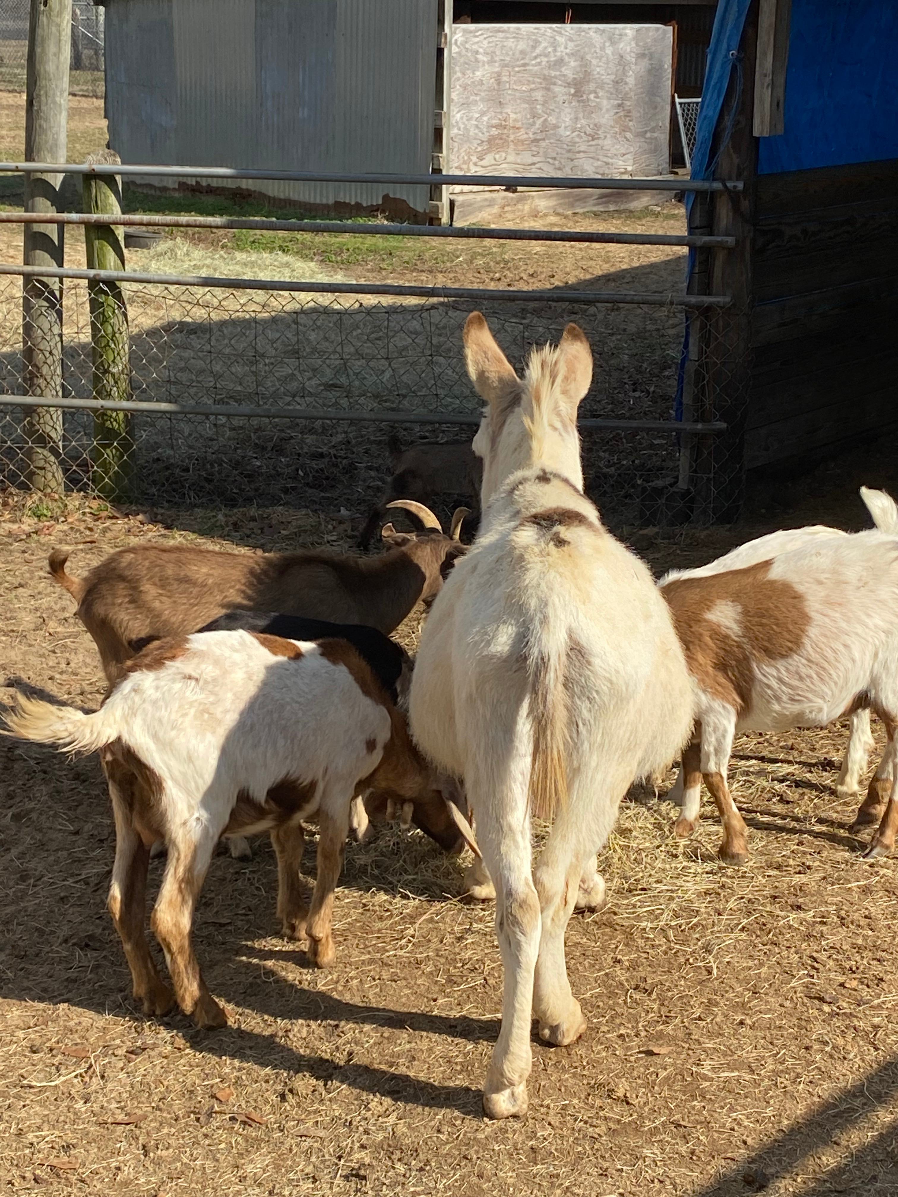 Hawks Nest Cumberland