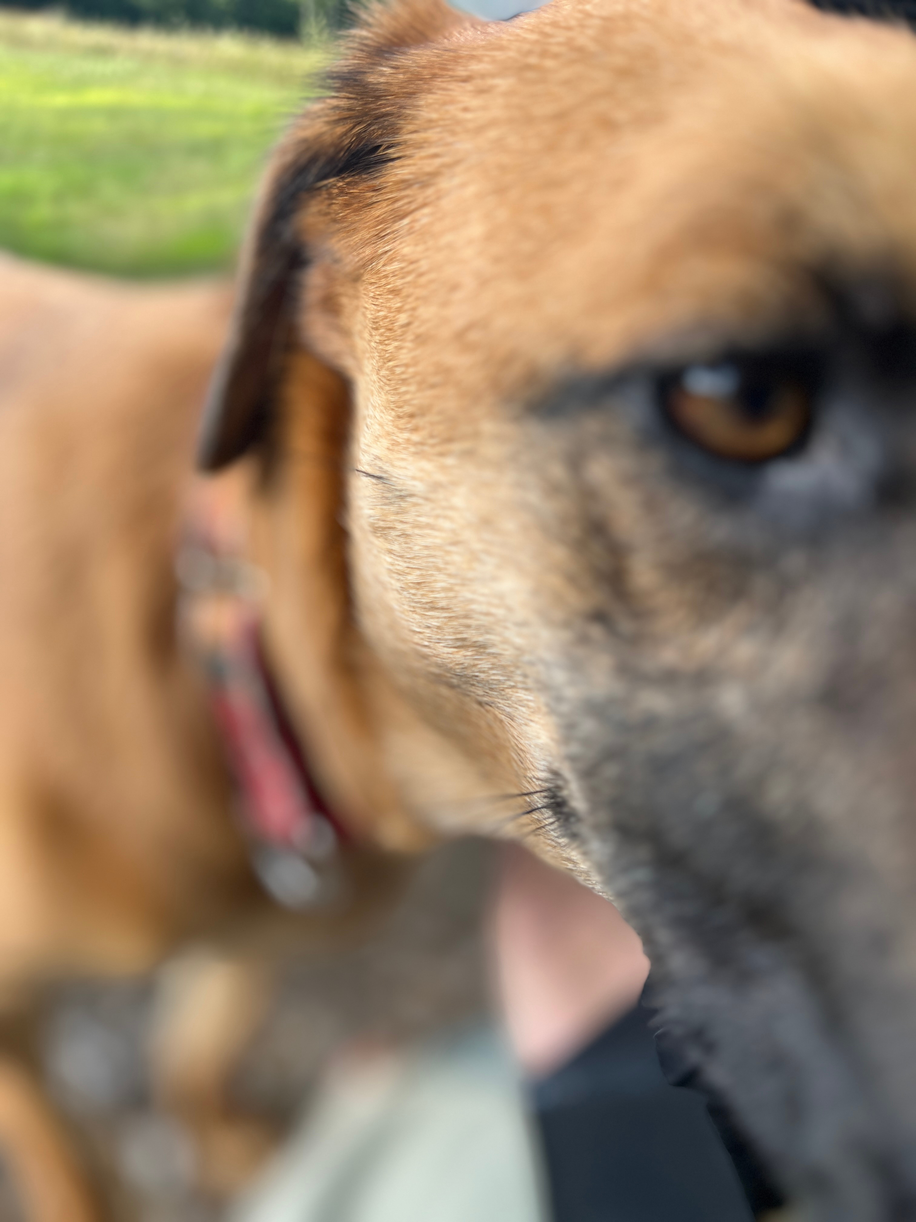 The Owls Nest @ Pustizzi Fruit Farm