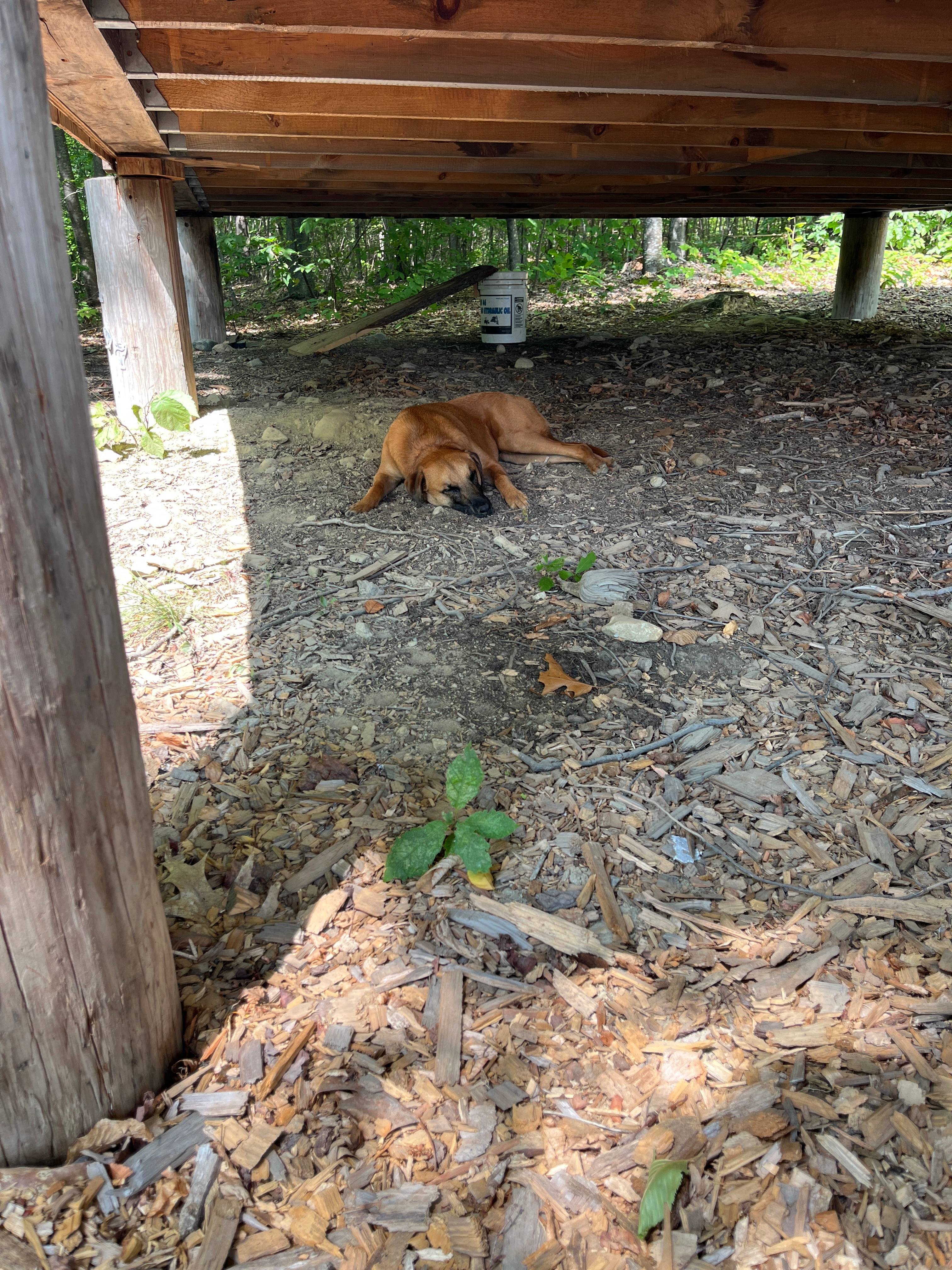 The Owls Nest @ Pustizzi Fruit Farm
