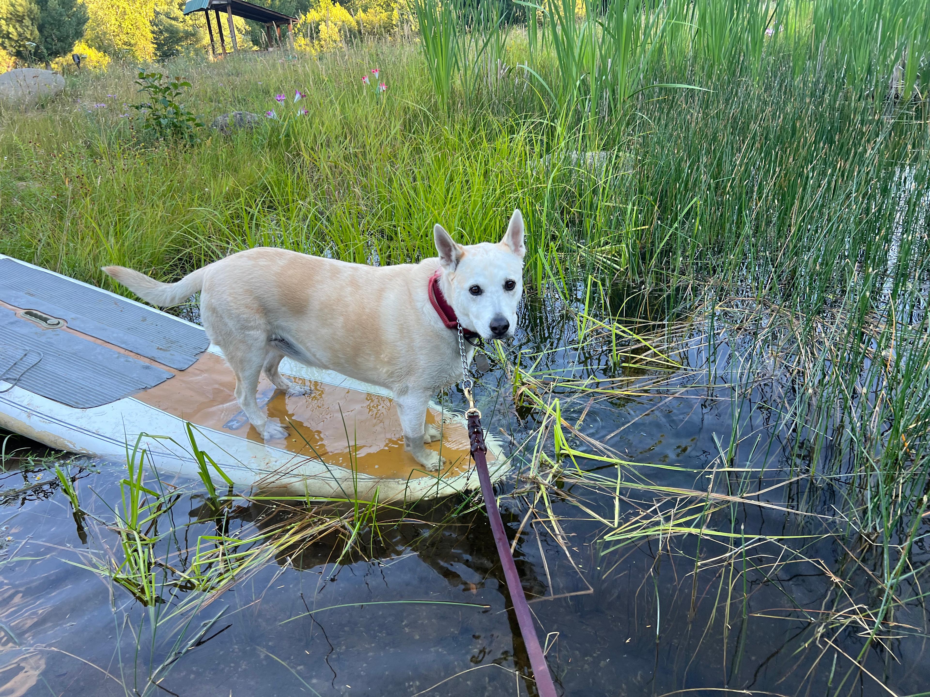 The little pond has a rope swing, dock and some paddle boards. 
