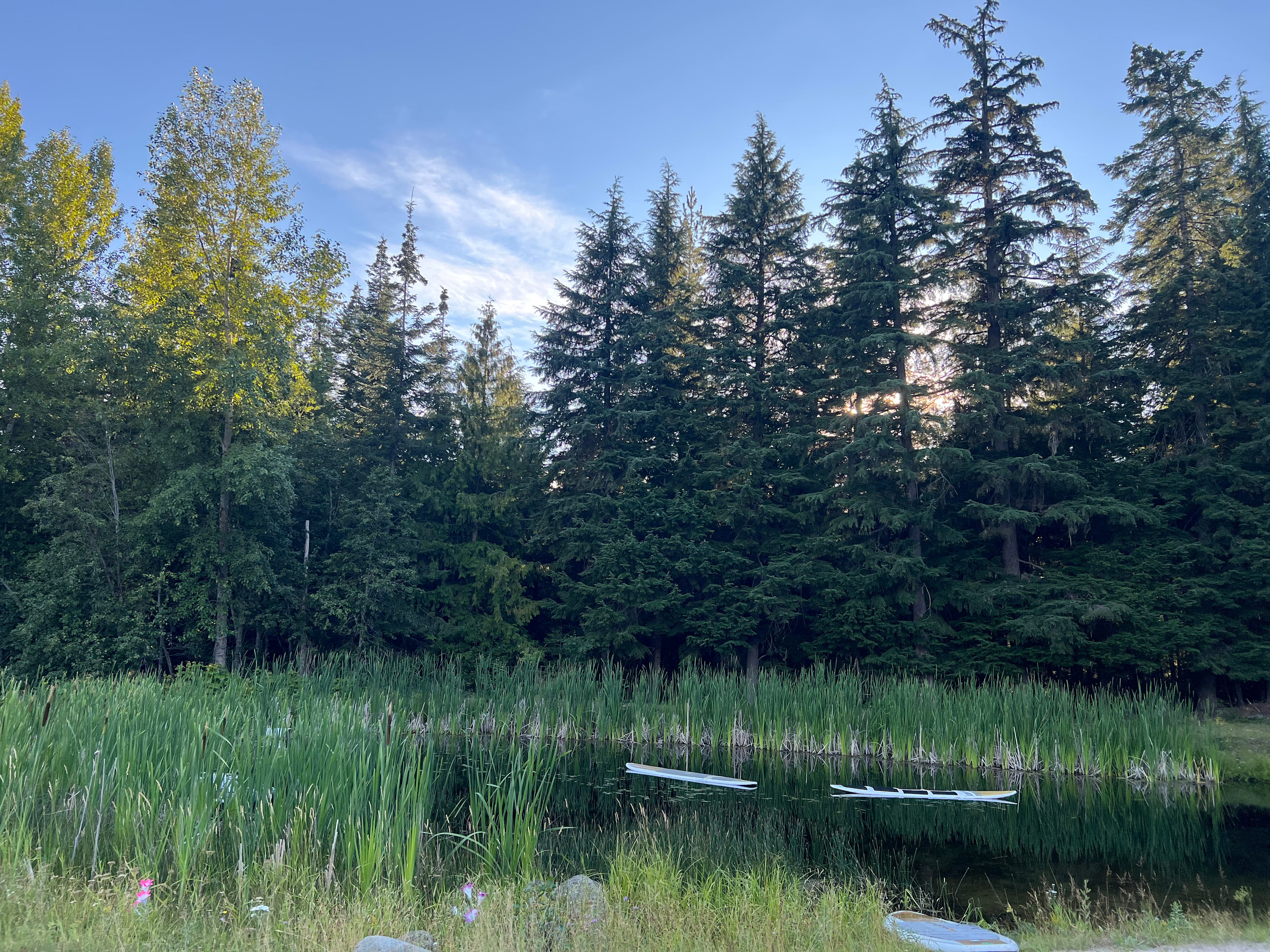 Saw Nighthawks swooping in at dusk over the poss for bugs and dragonflies. 