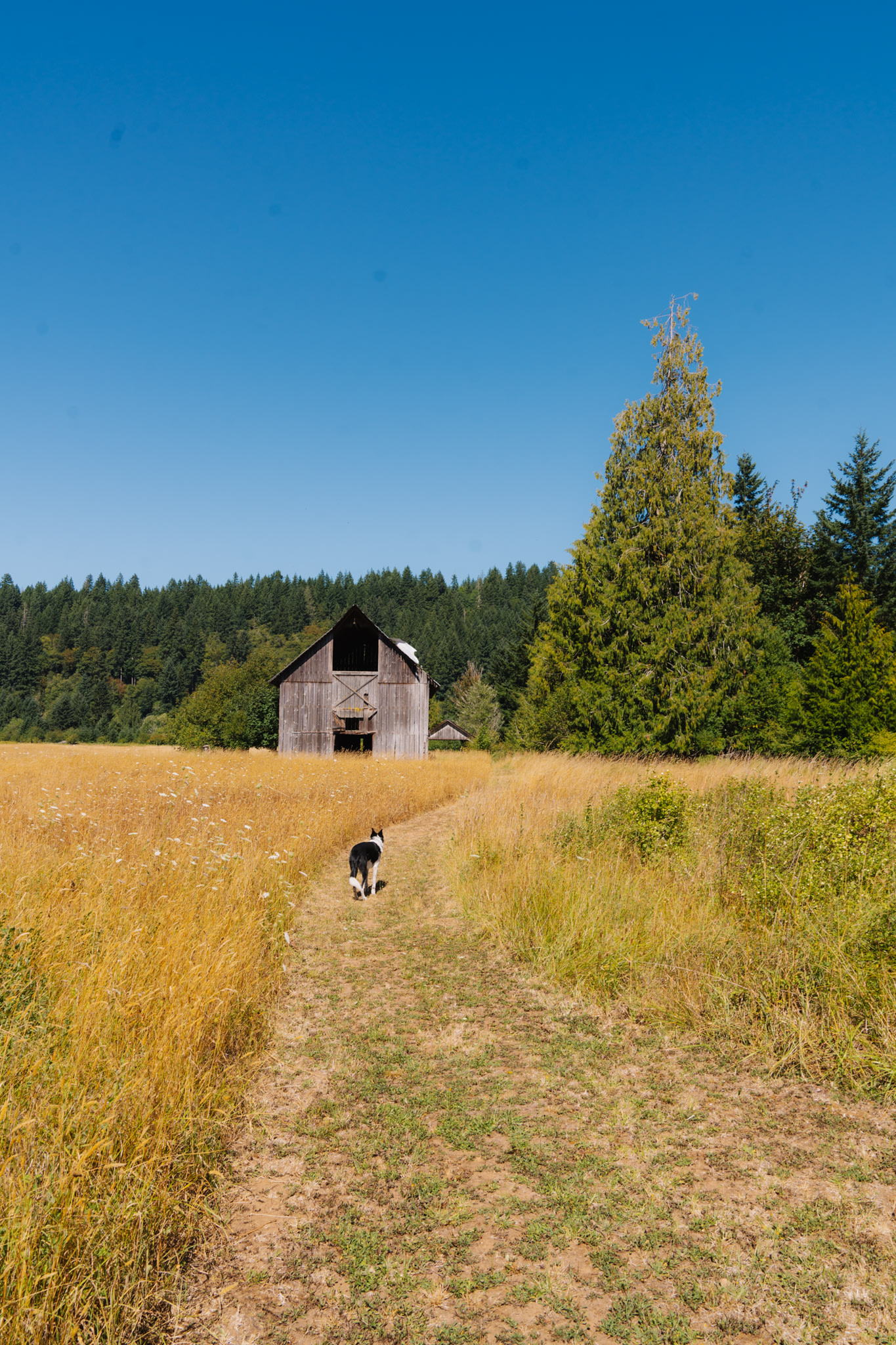 Trail to river 