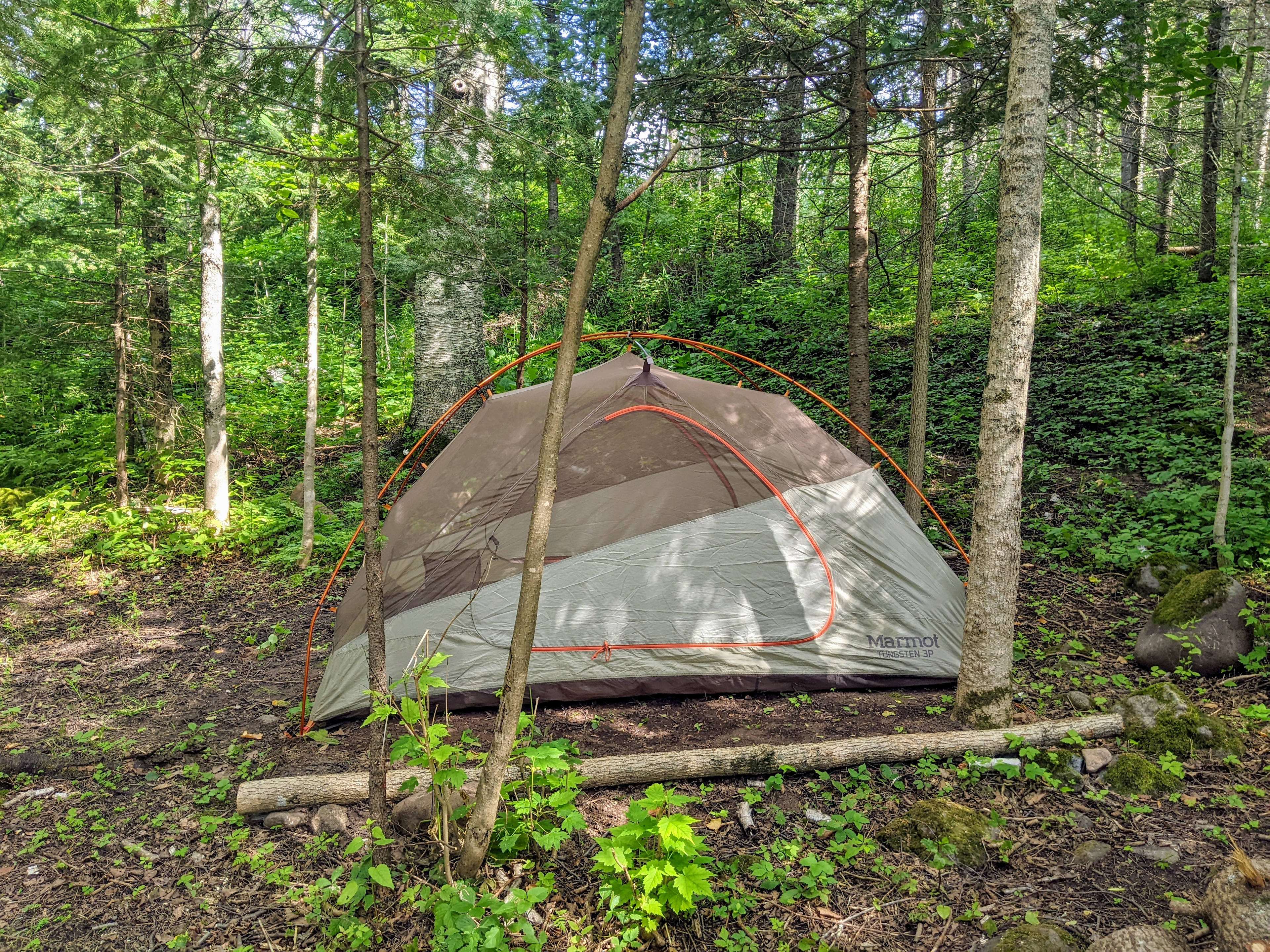 The Cedar Grove