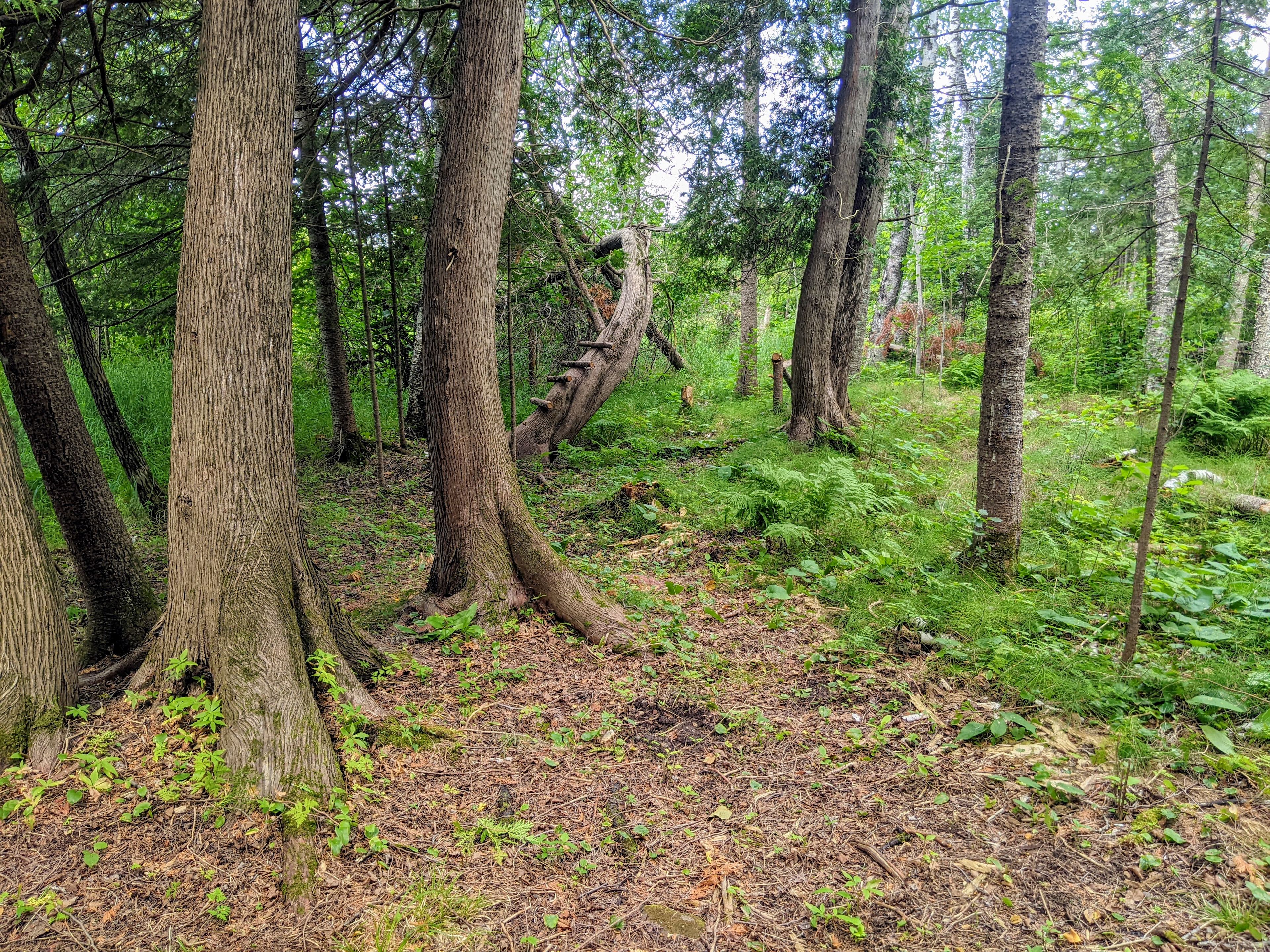 The Cedar Grove
