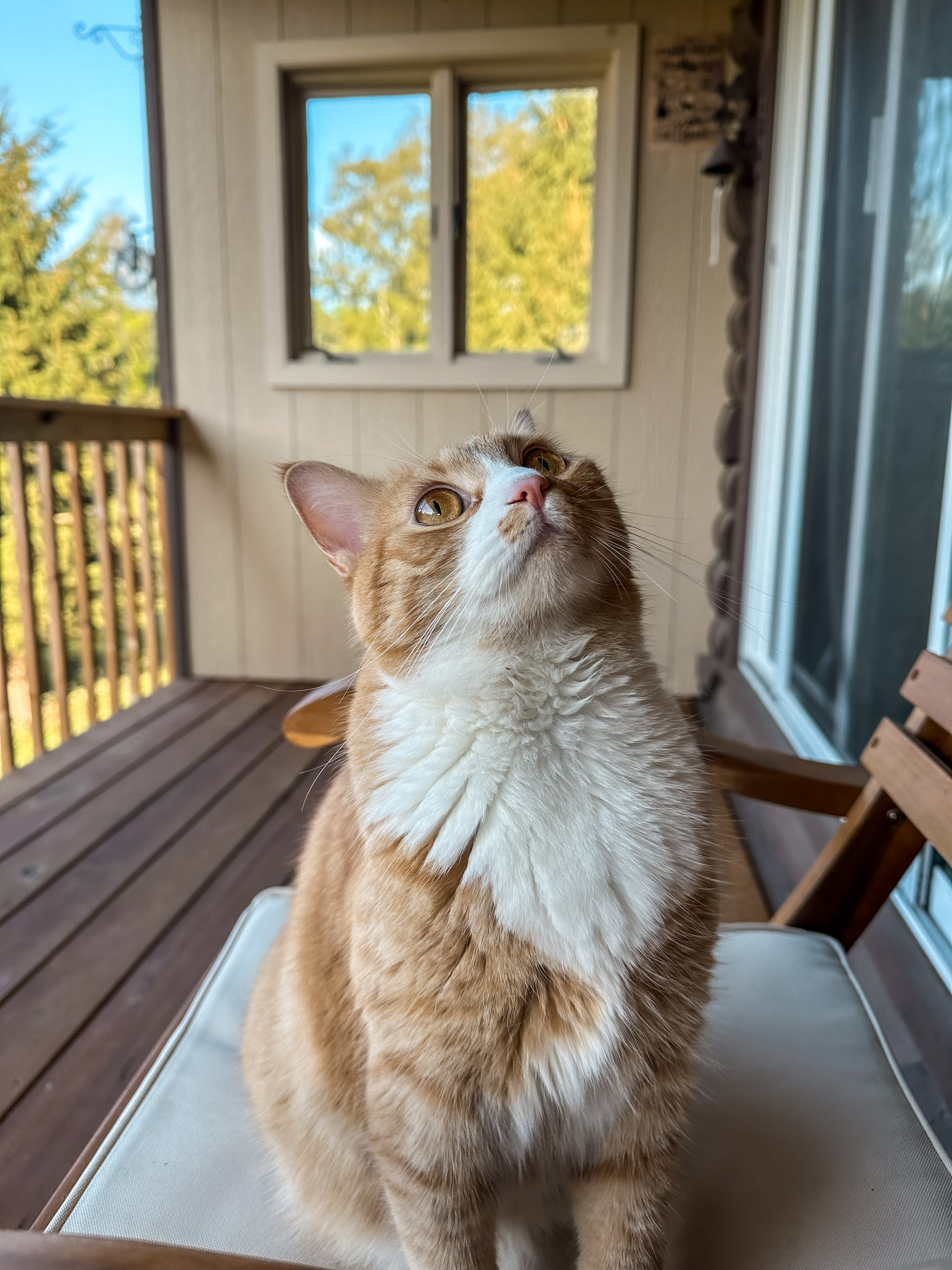 Hidden Escape| The Great Getaway