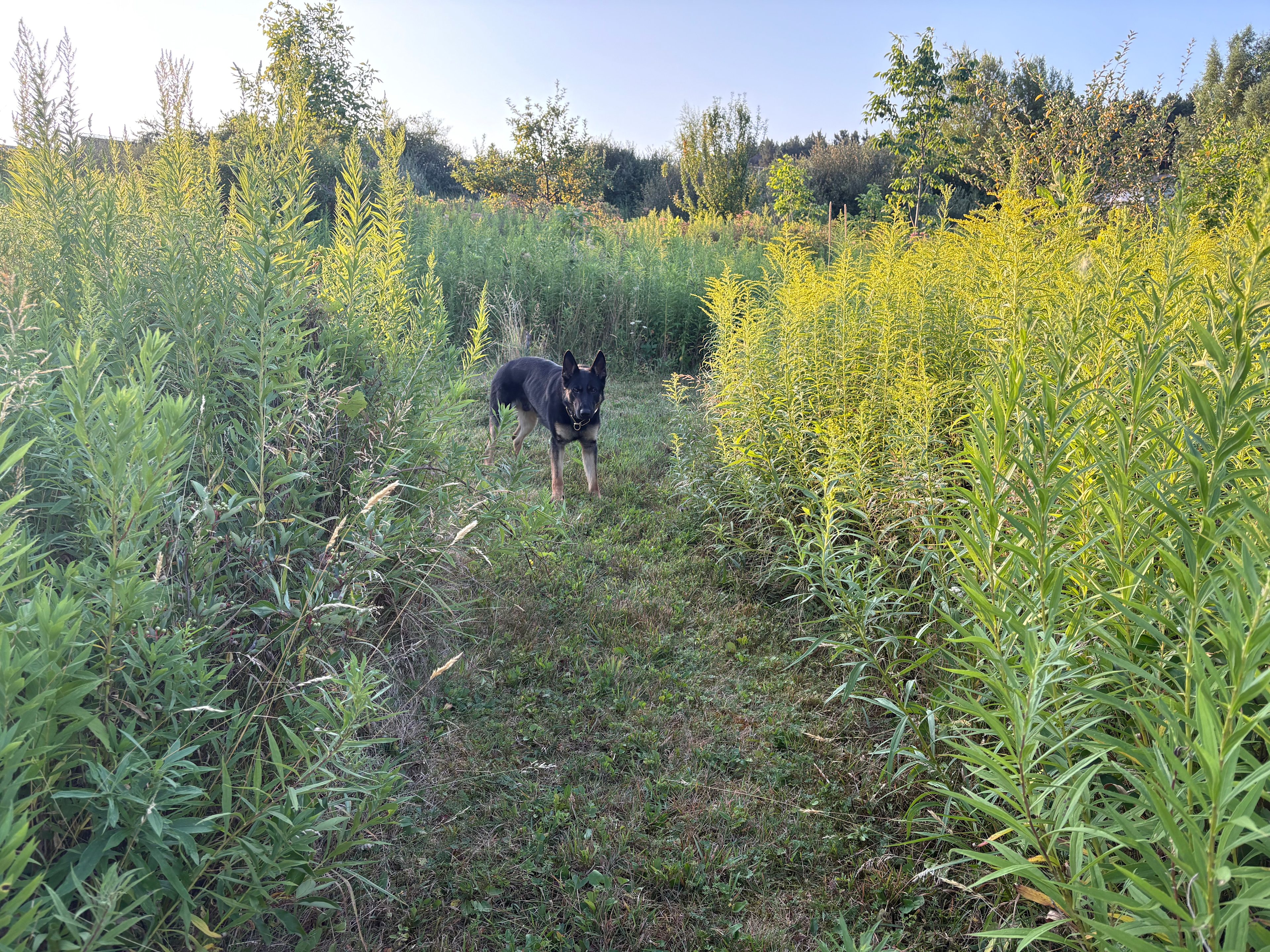 Lots of trails and butterflies 