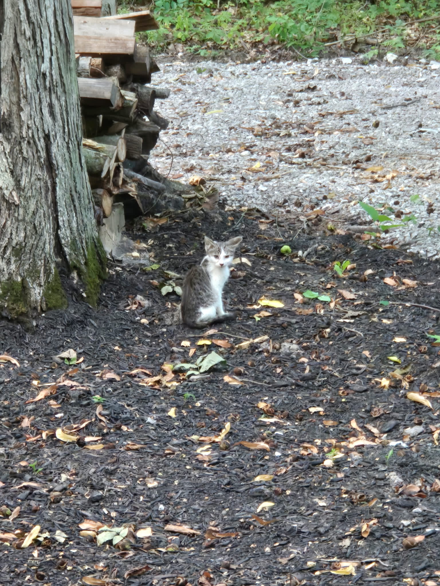 Paw patrol!  Small camp security keeping all small insects, frogs, and  such clear from the site.