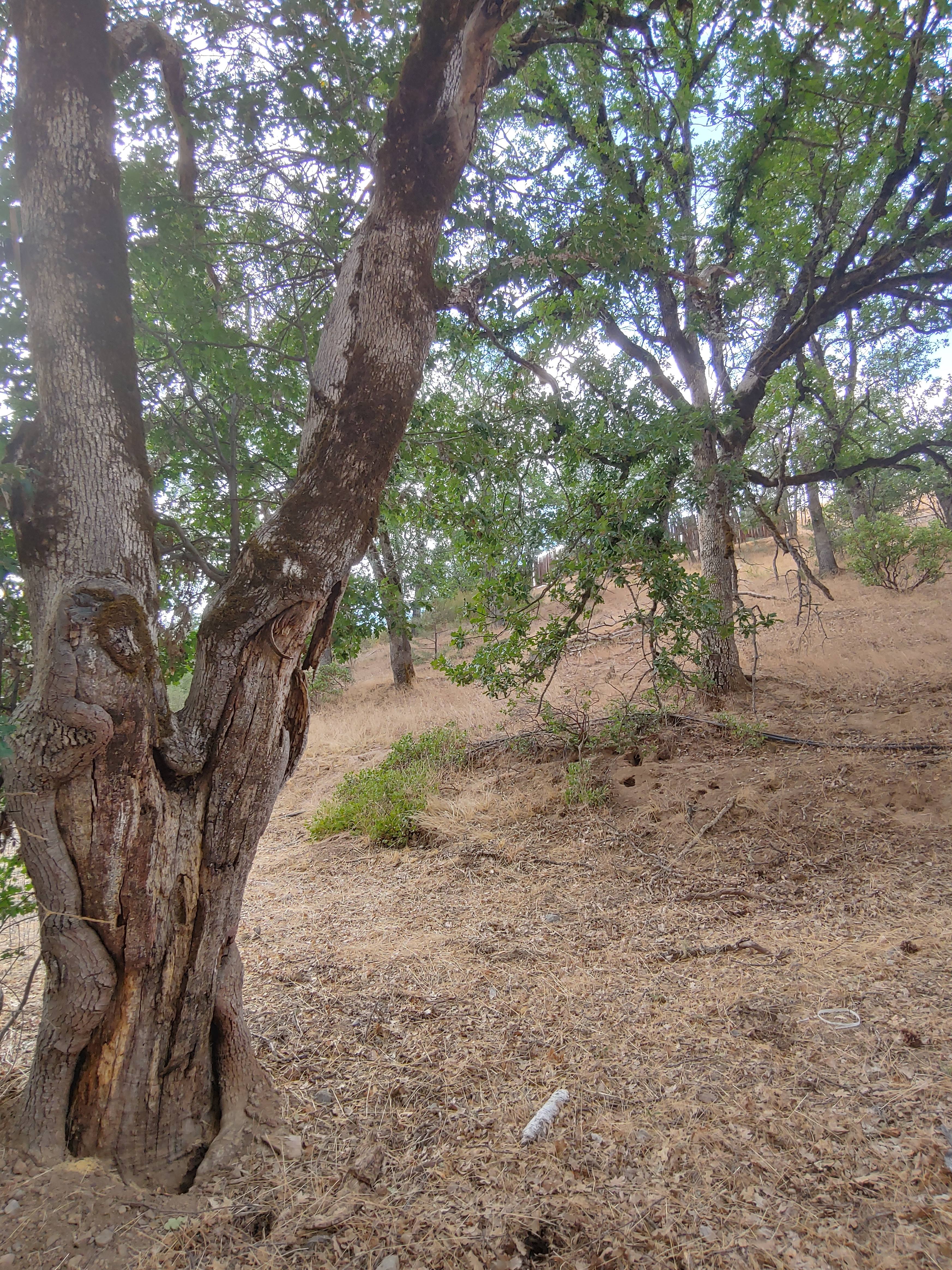 The Grove of Mystic Moon Tree