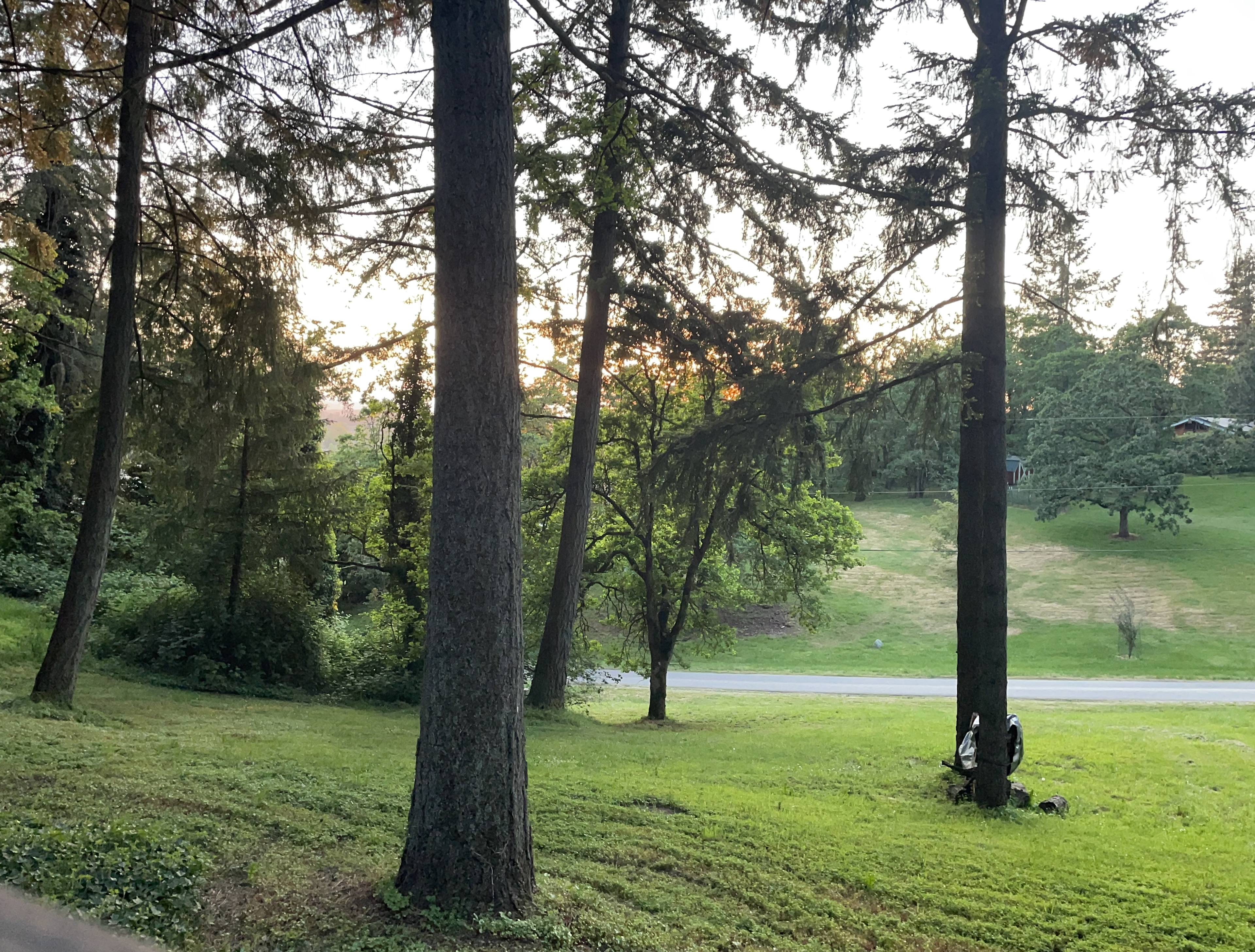 Memphis’s Meadow