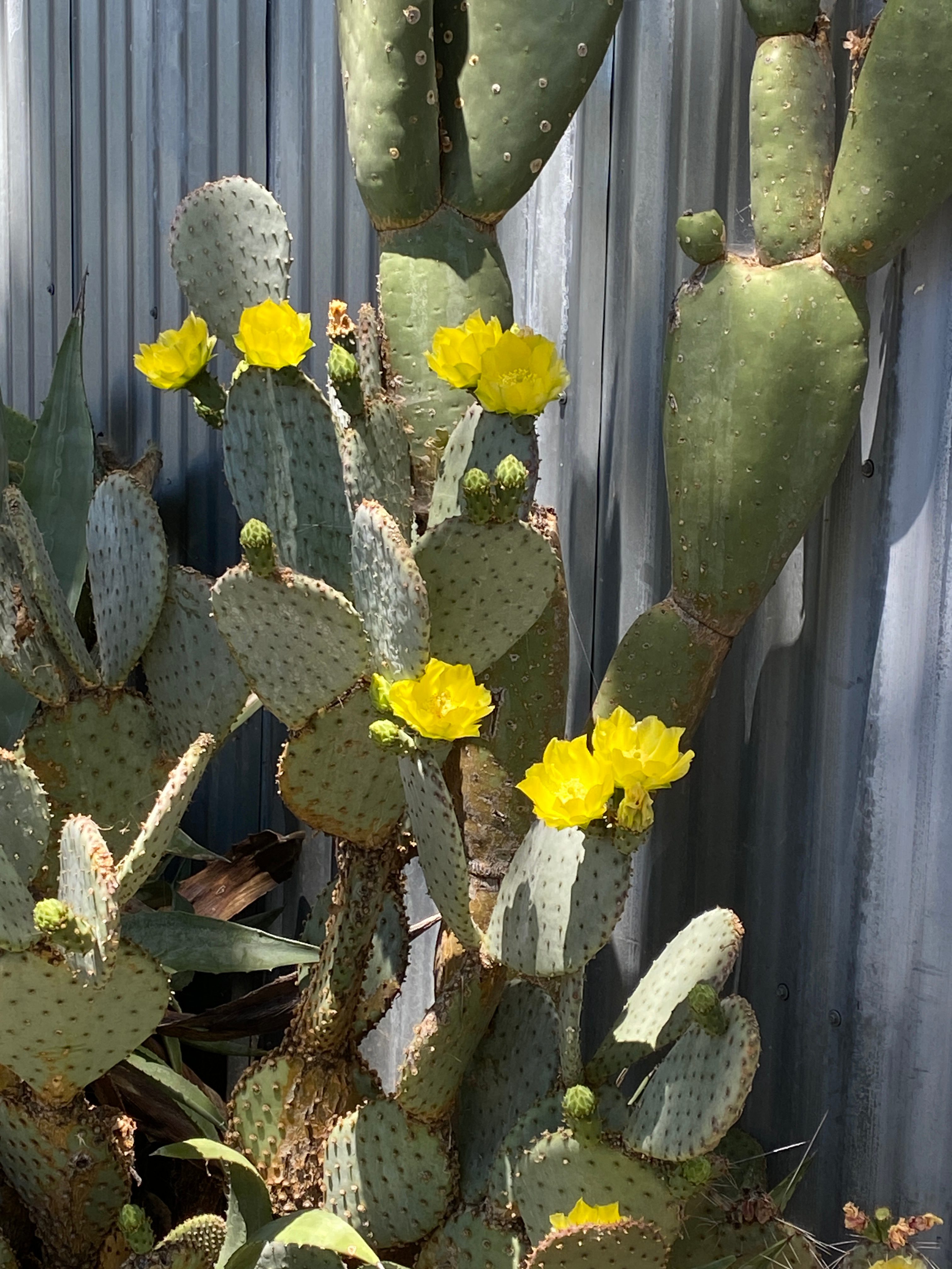 Nopal Studio And Cabins