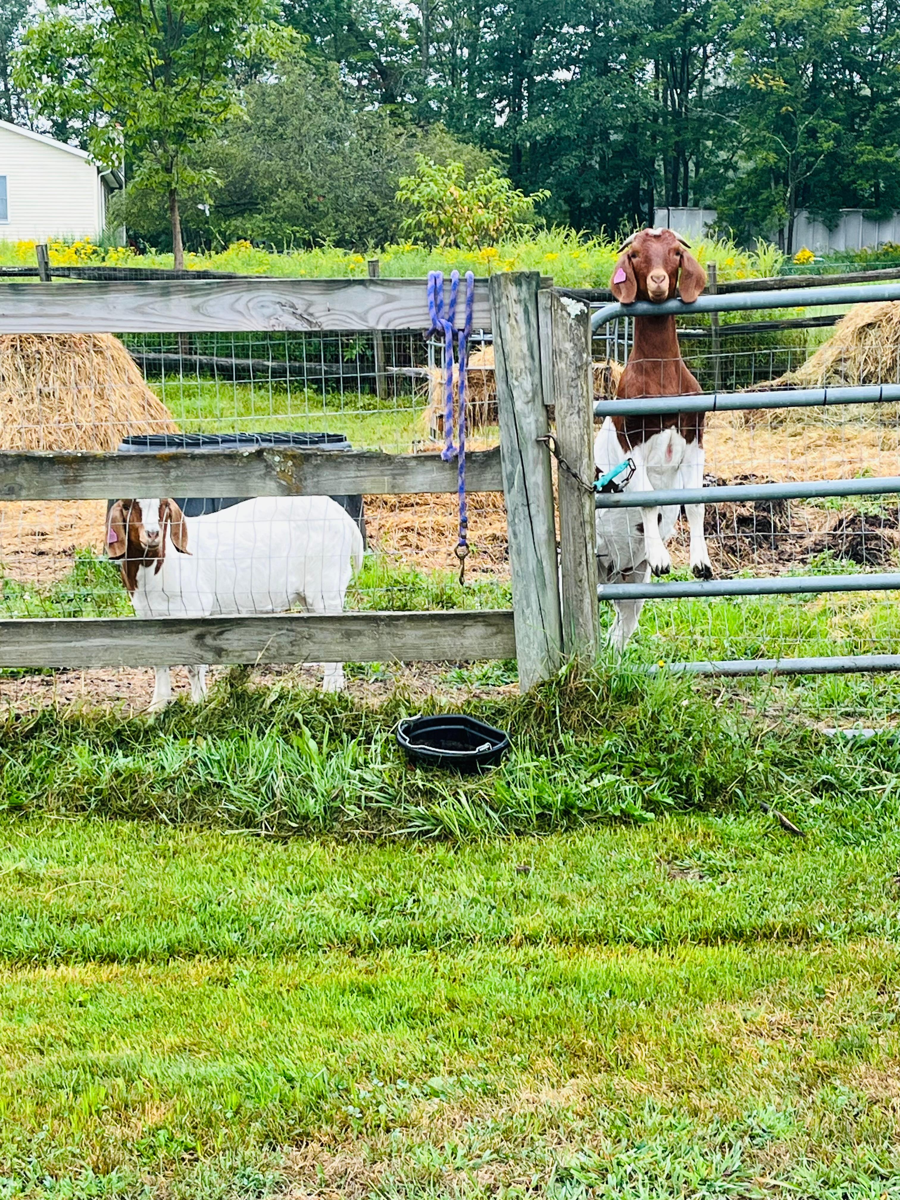 Little Creek Ranch