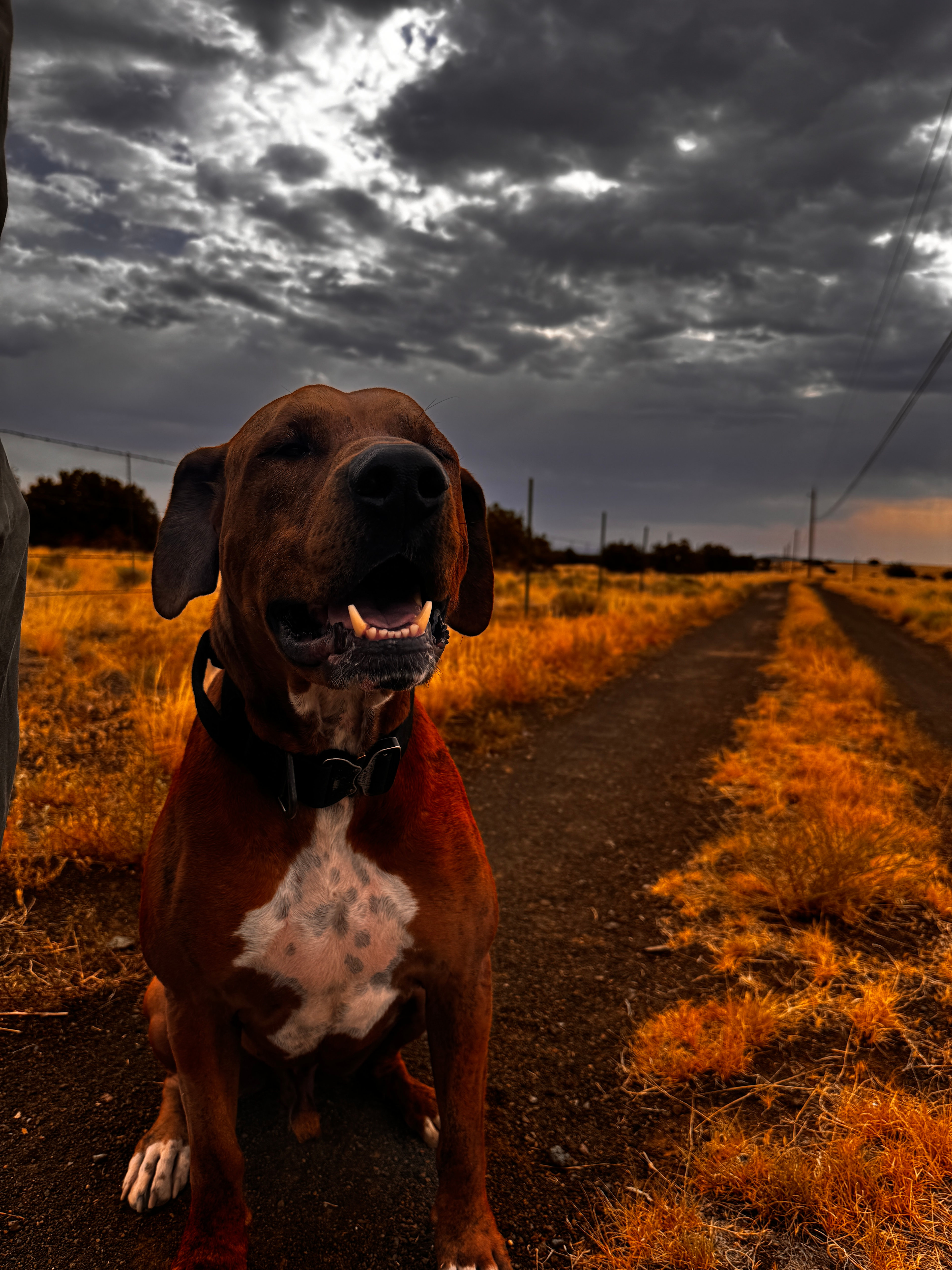 Grand Canyon Oasis High Desert Camp
