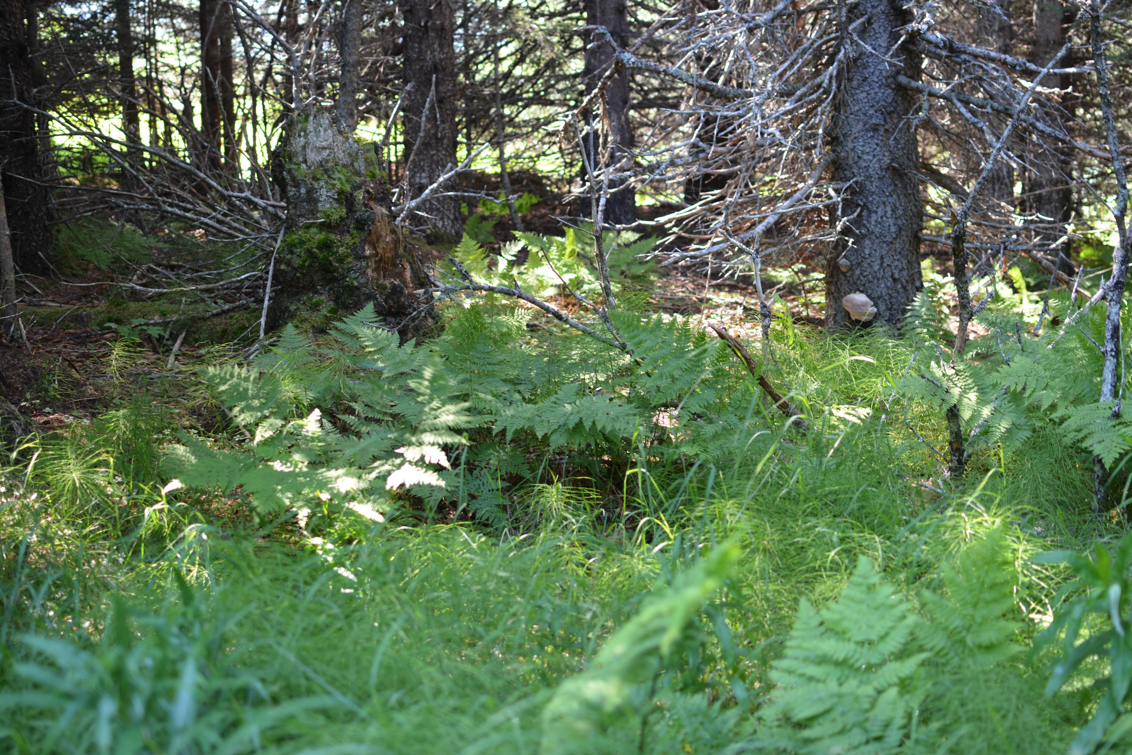 Twin Rivers Wilderness